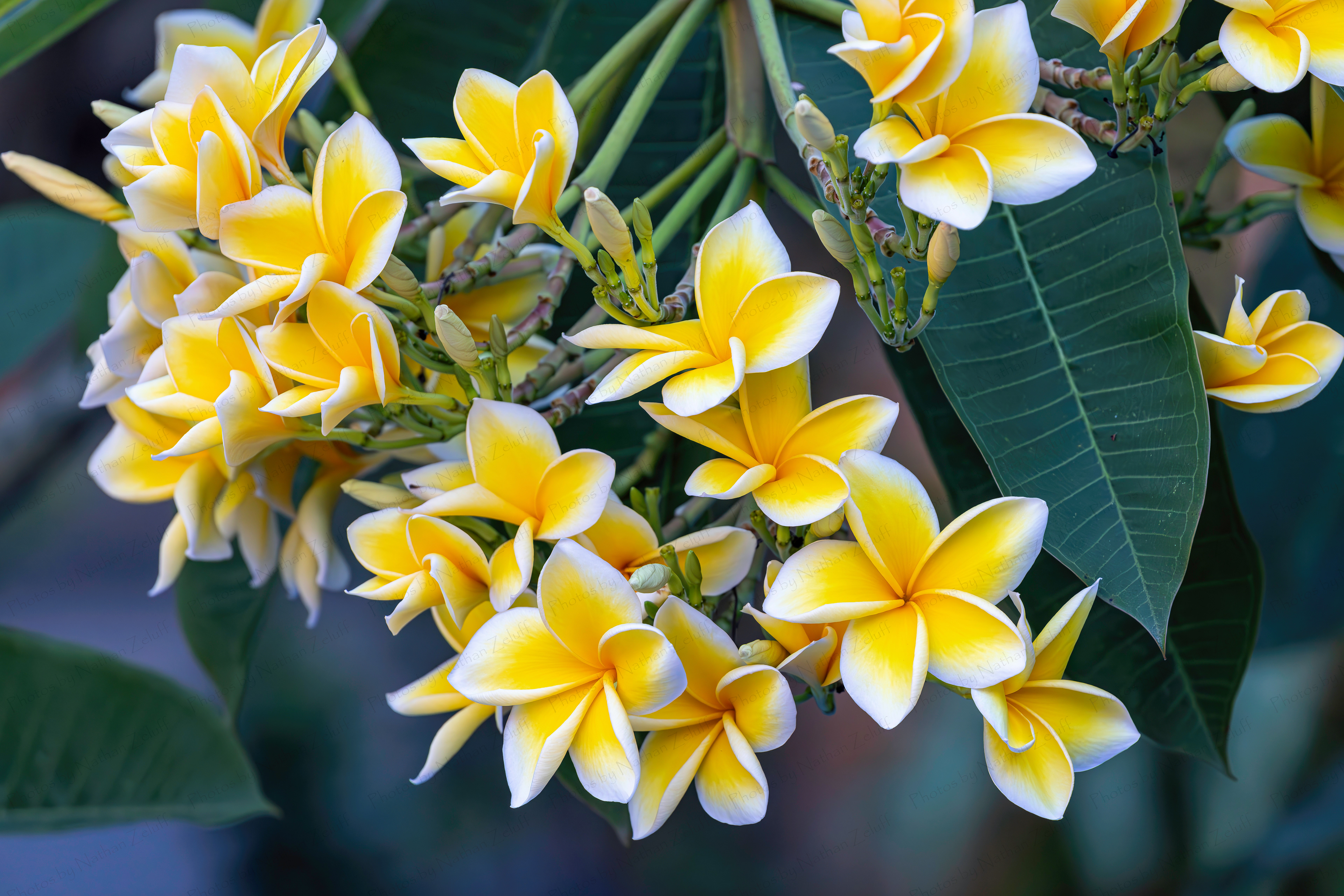 Plumeria Bloom (Surakarta, Indonesia)