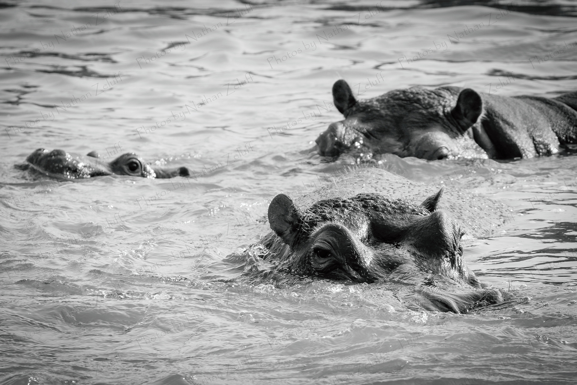 Hippo Family (Balule NR, South Africa)