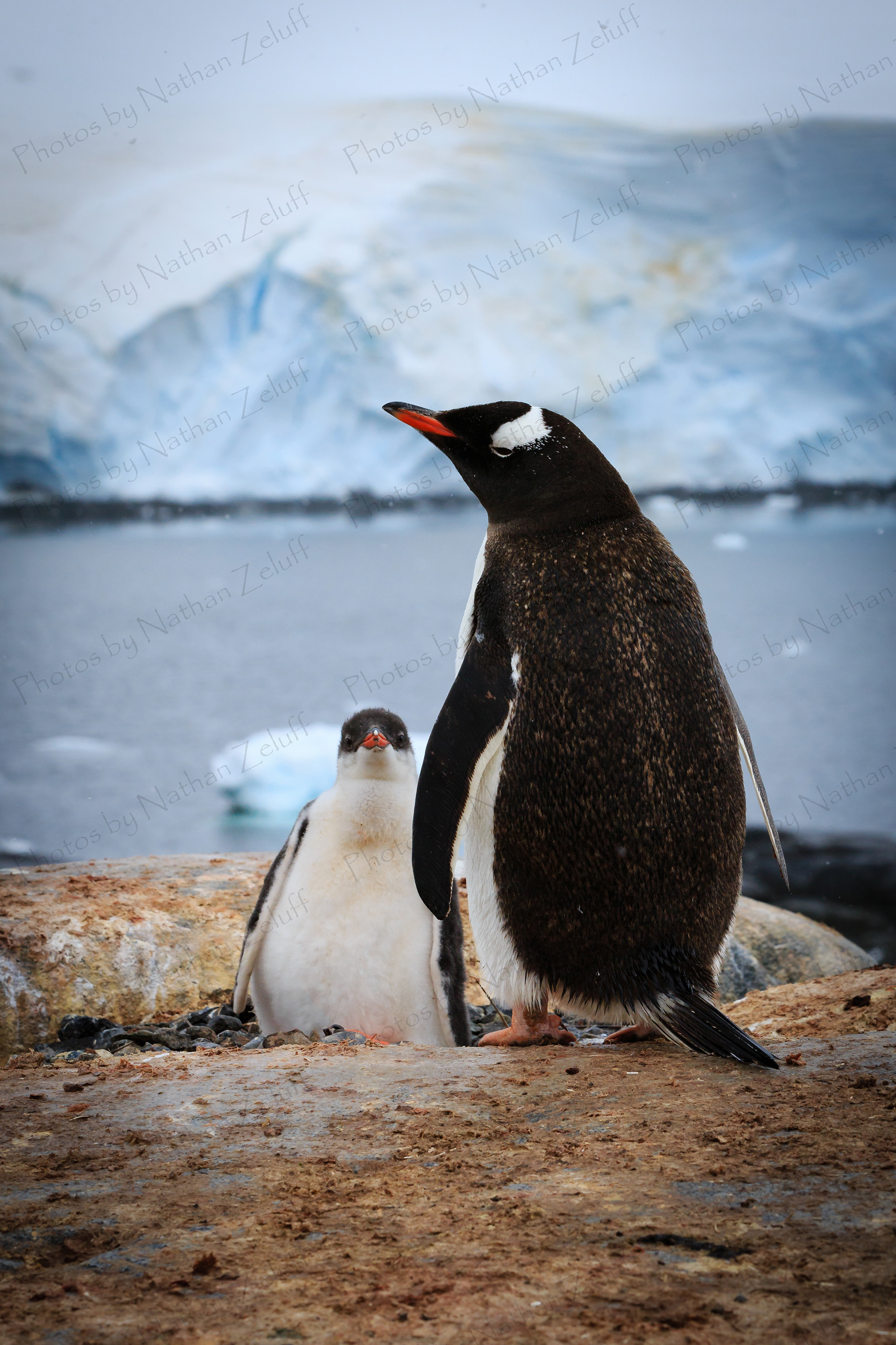 Growing Chick (Antarctica)