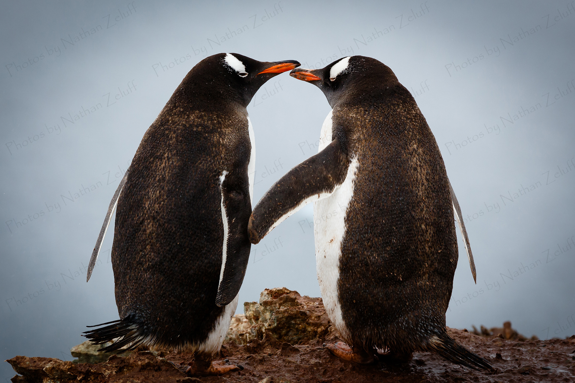 Mates (Danco Island, Antarctica)