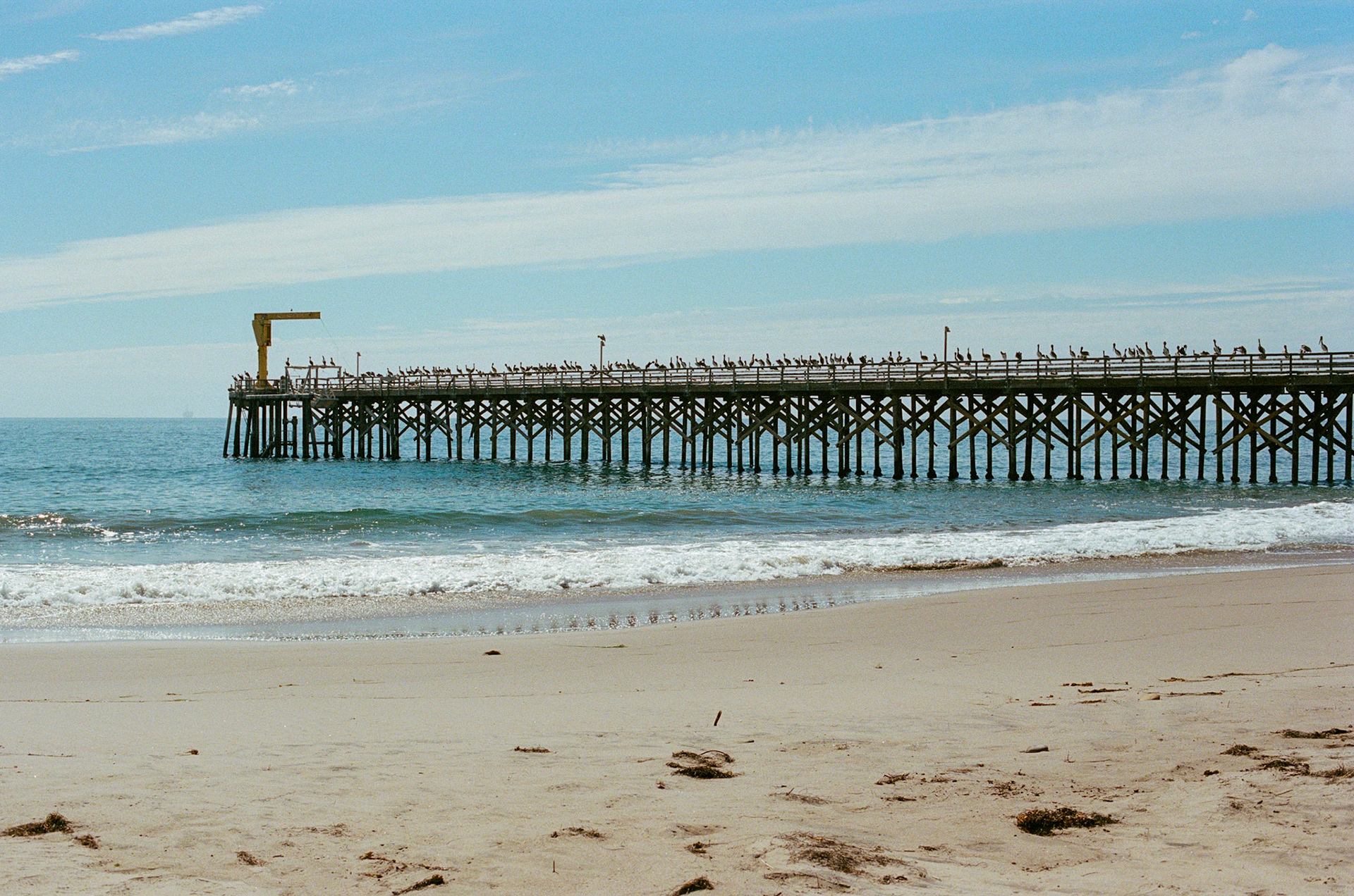 Birds... SoCal edition