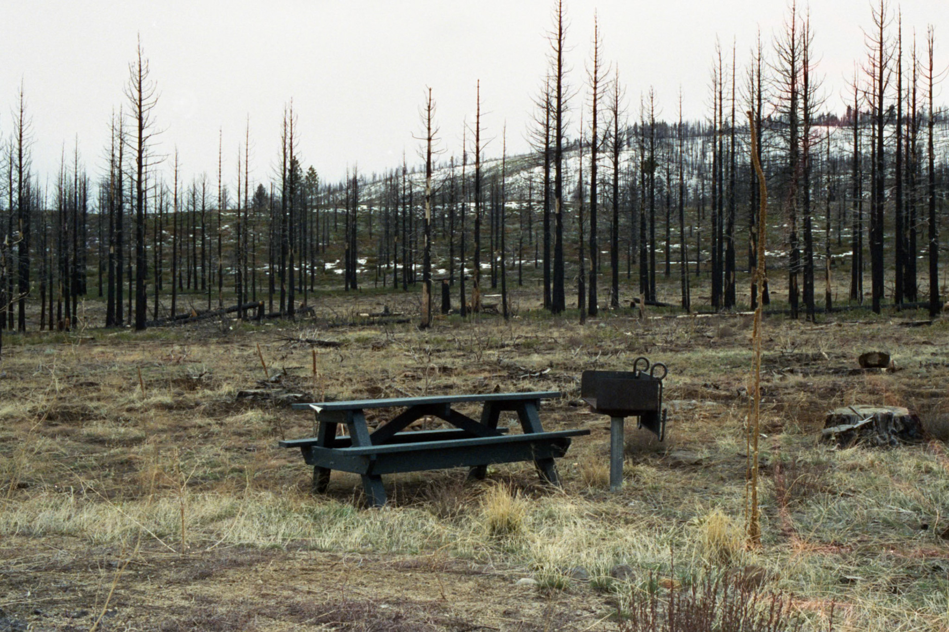 In 2021 the Tamarack Fire burned 68,000 acres around the Sierra Nevada town of Markleeville, CA. In the fire's path was Turtle Point State Park, a campground and nature preserve. The fire moved quickly through here, leaving only charred trees and the metal grilling posts that stood at each campsite. The park remains closed, with evidence of a slow restoration dotted around the now vast open space. But beneath it all, plants and small animals are making a comeback. Despite the desolation, if you look down you'll see a whole wonderful world of life. An ecosystem readying the land for regeneration.