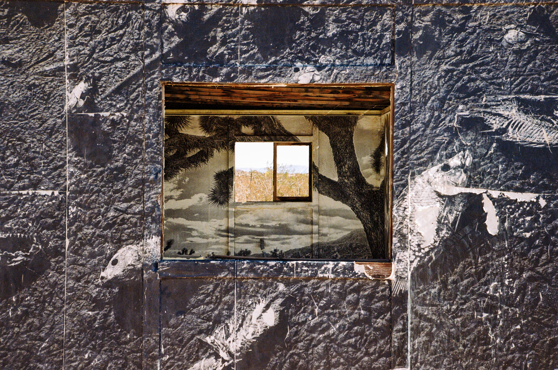 A piece about changes to the Joshua Tree and Salton Sea ecosystems by Jetsonorama