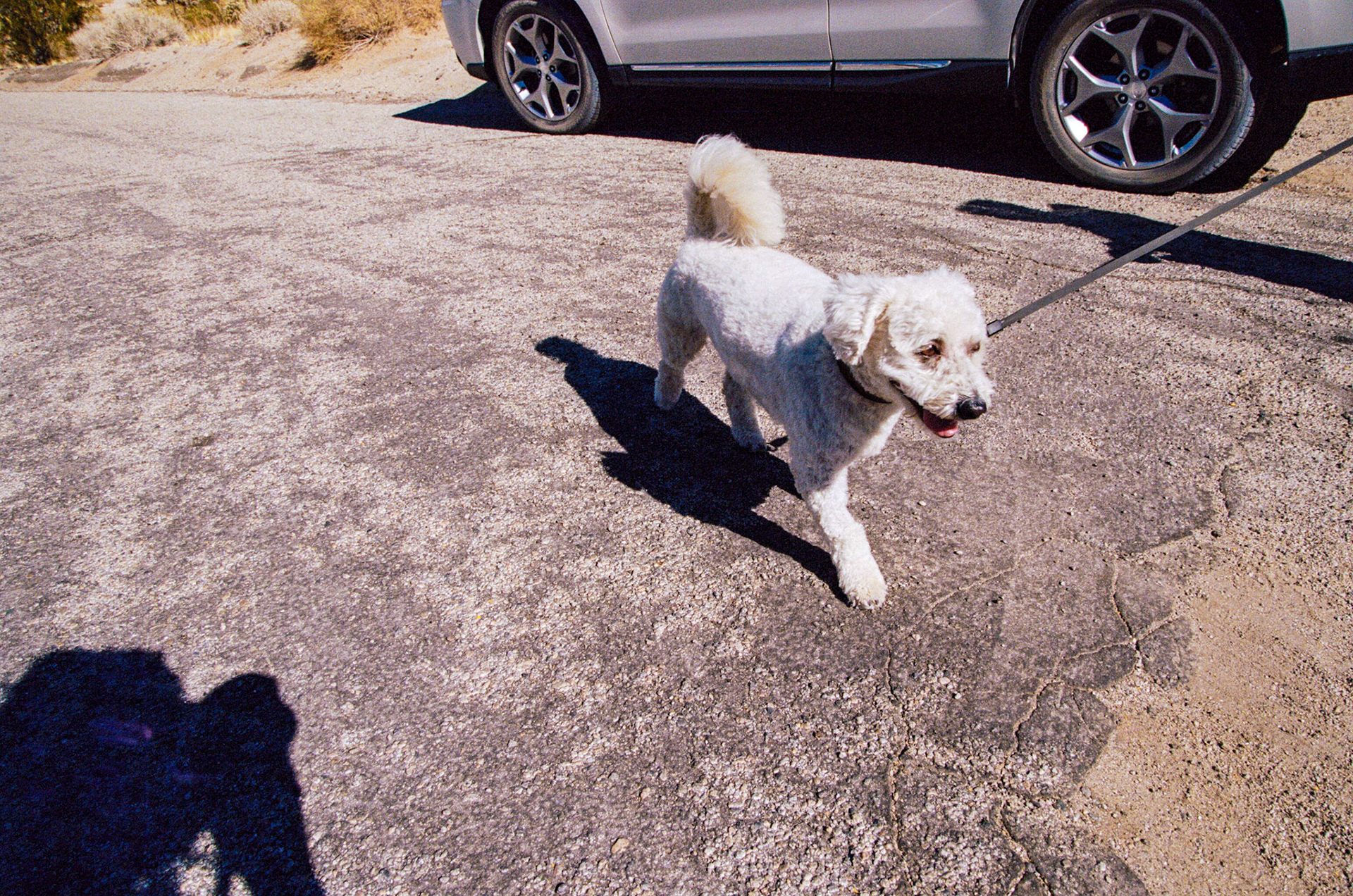 Jake! Our companion on our art Tour