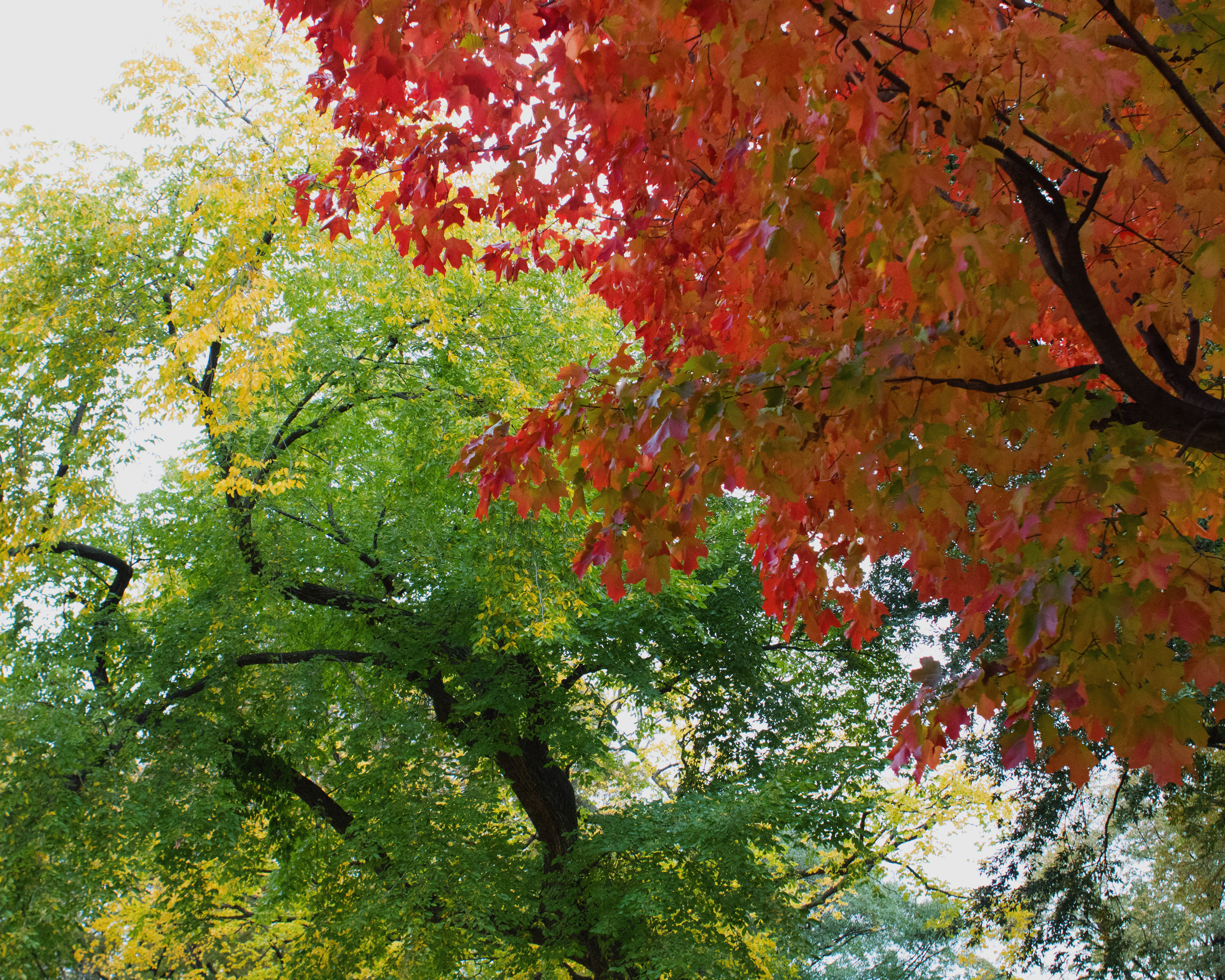 Seasons - Central Park, NYC