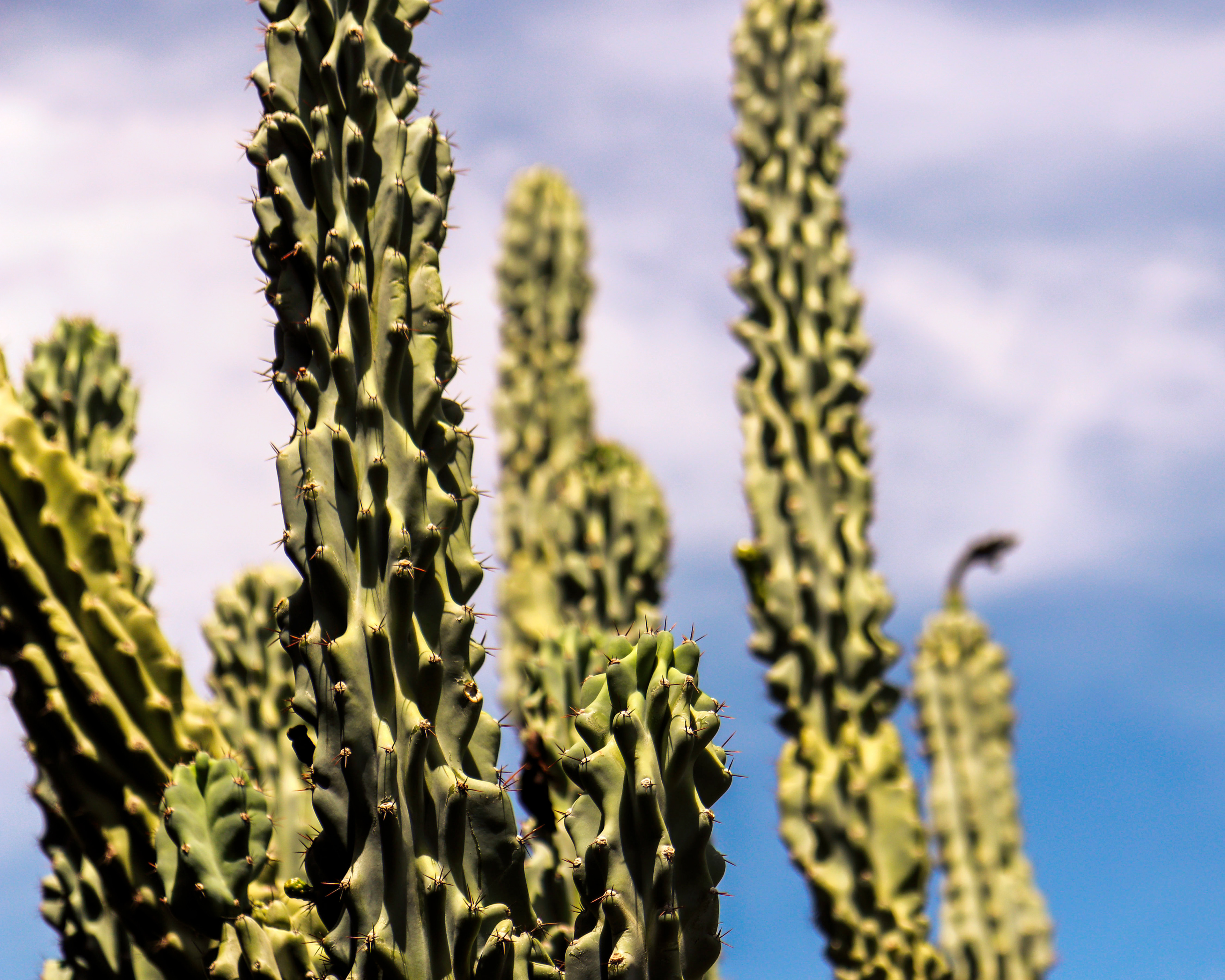 Cacti of Scottsdale - Arizona