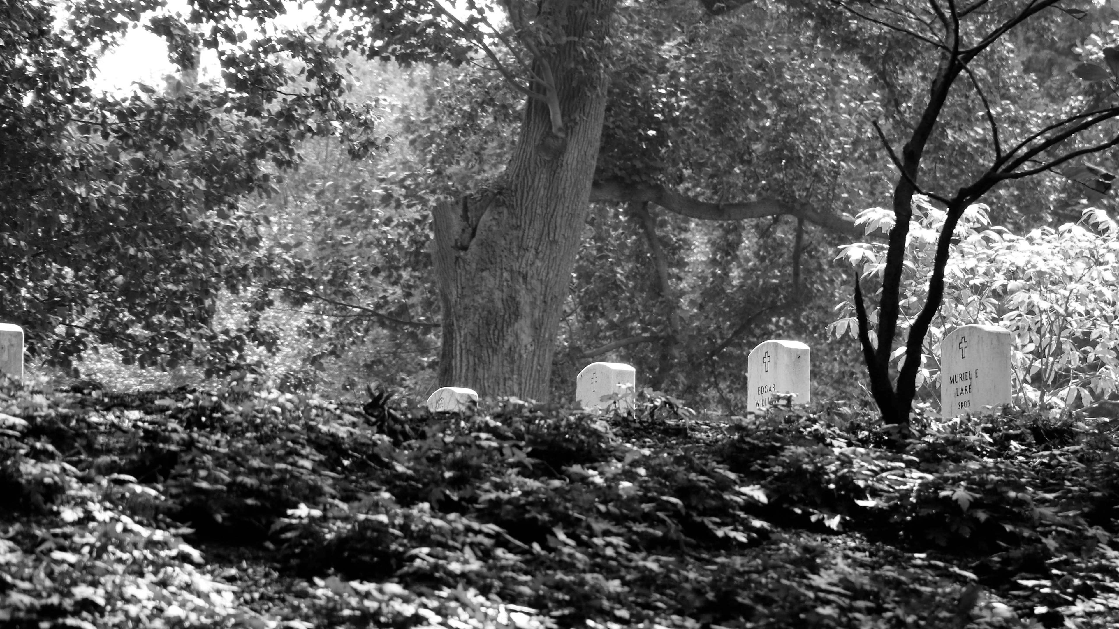 Solitude - Arlington National Cemetery, VA