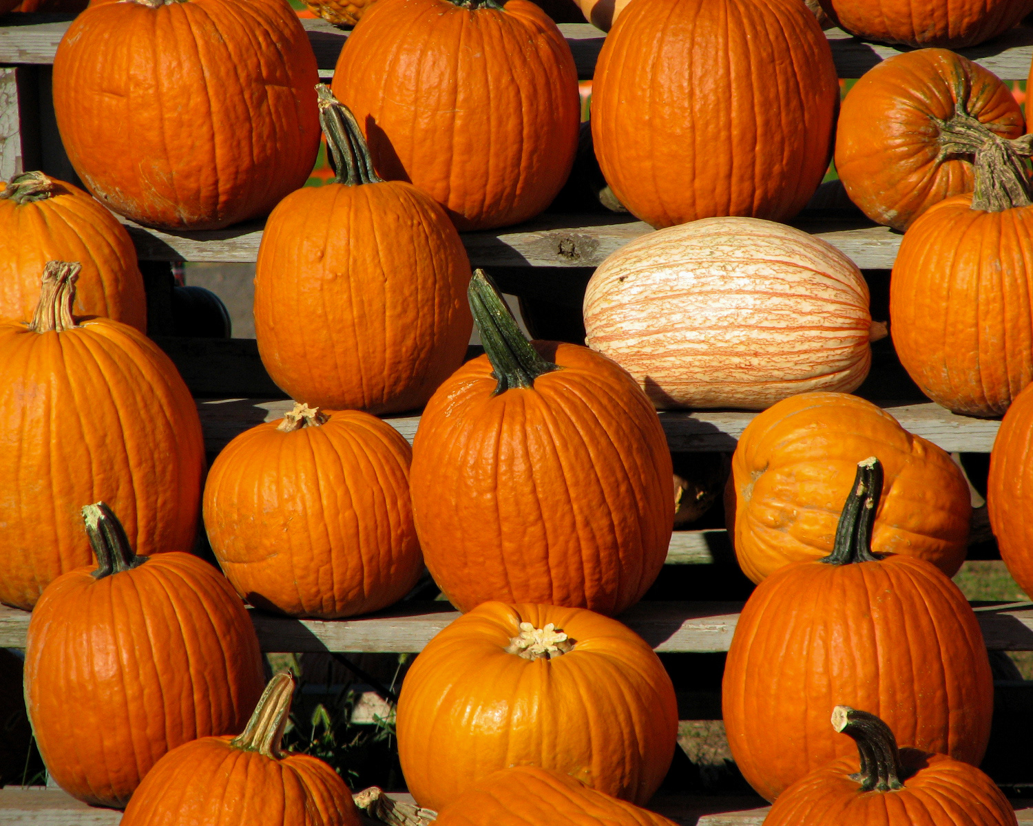 Rough Patch - Pumpkin Farm, NJ