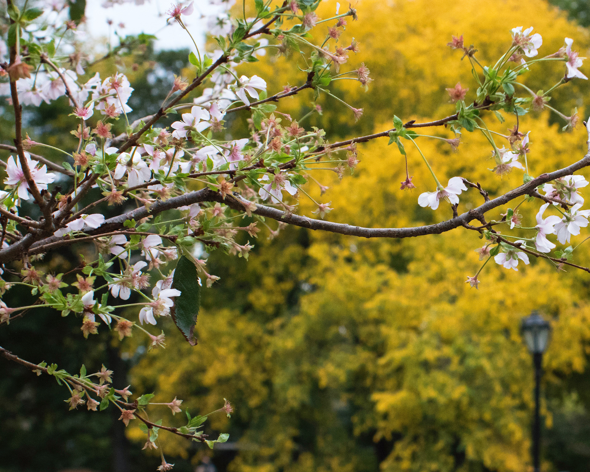 Focus - Central Park, NYC