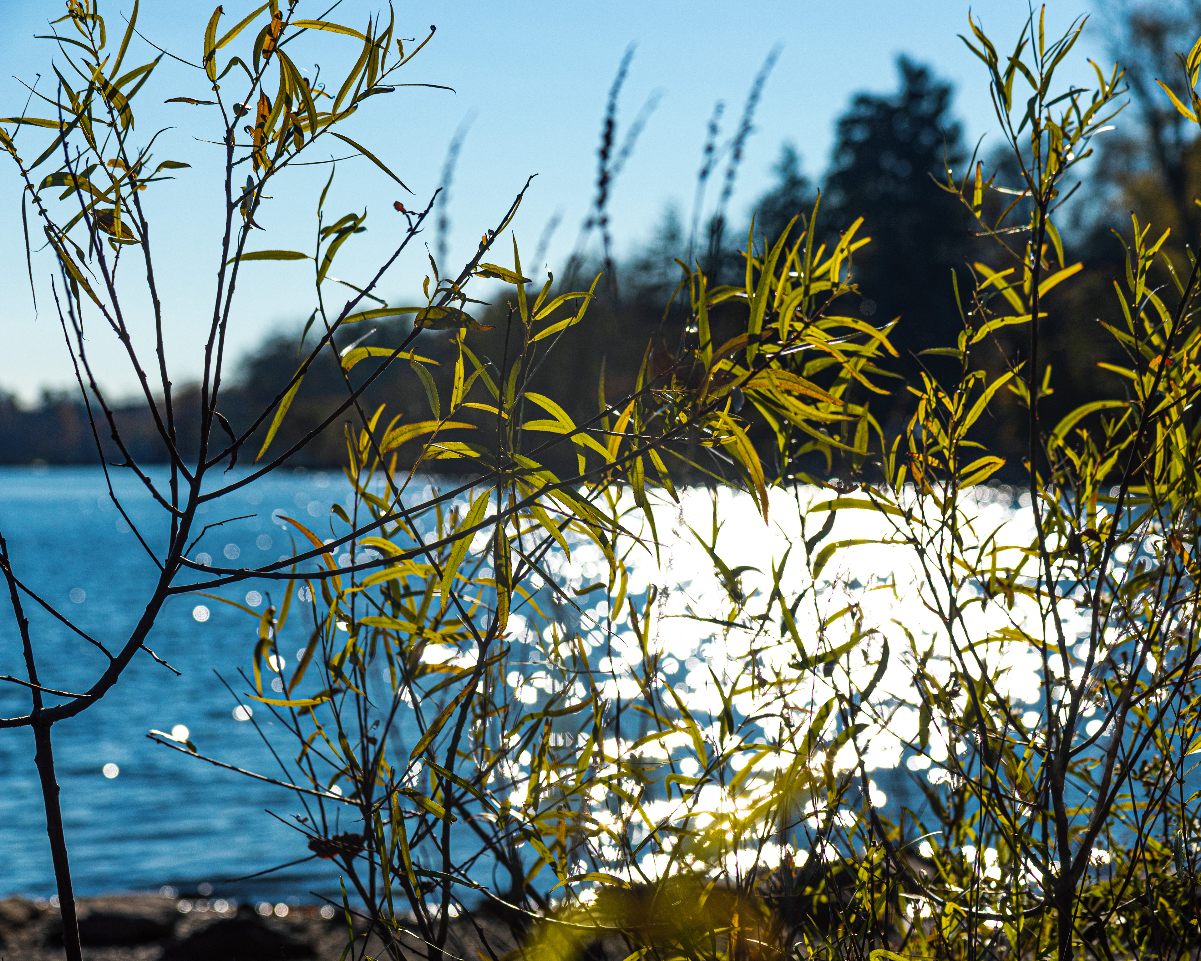 Shimmer - Rockland Lake State Park, Clarkstown, NY