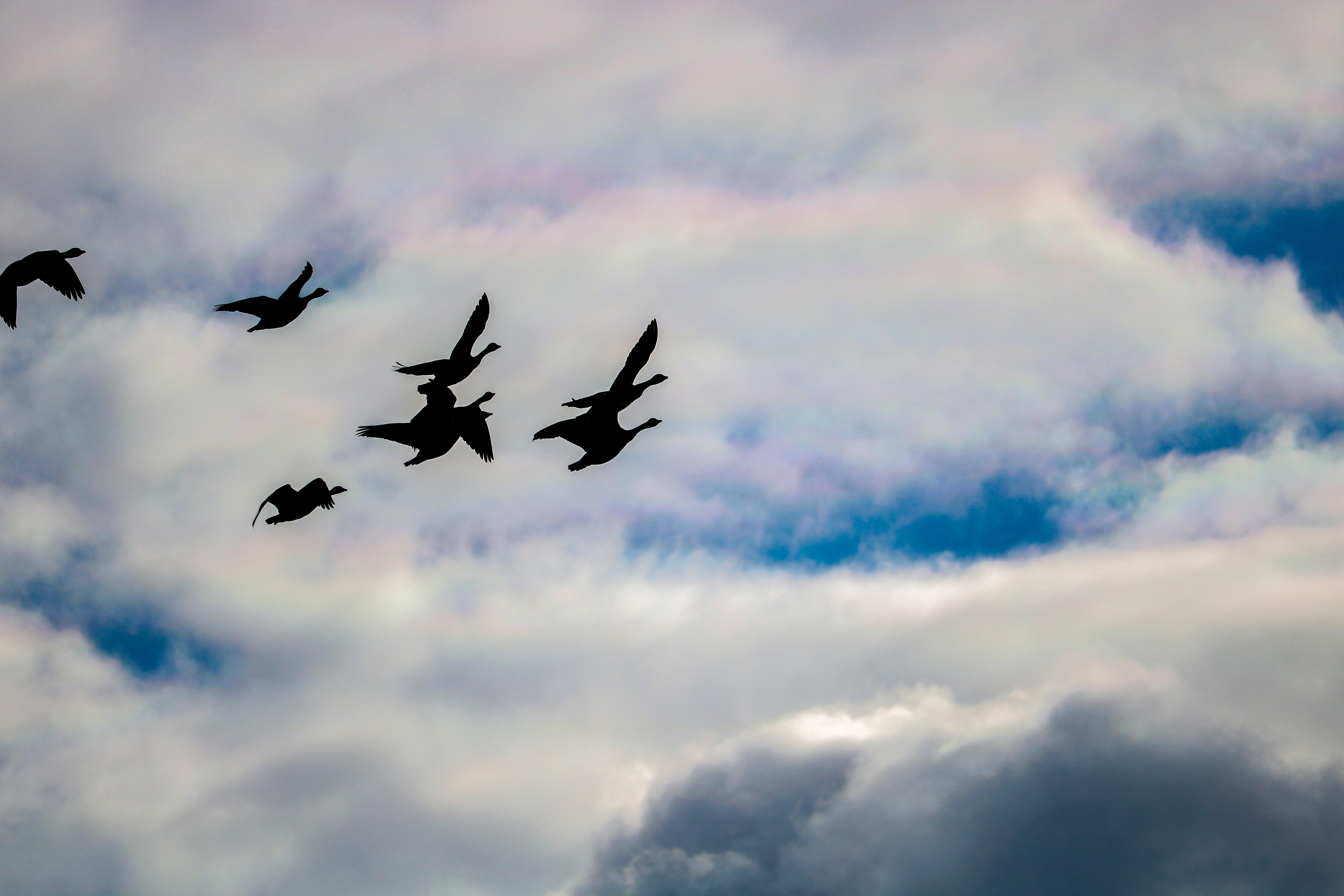 The Squadron - Roosevelt Park, NJ