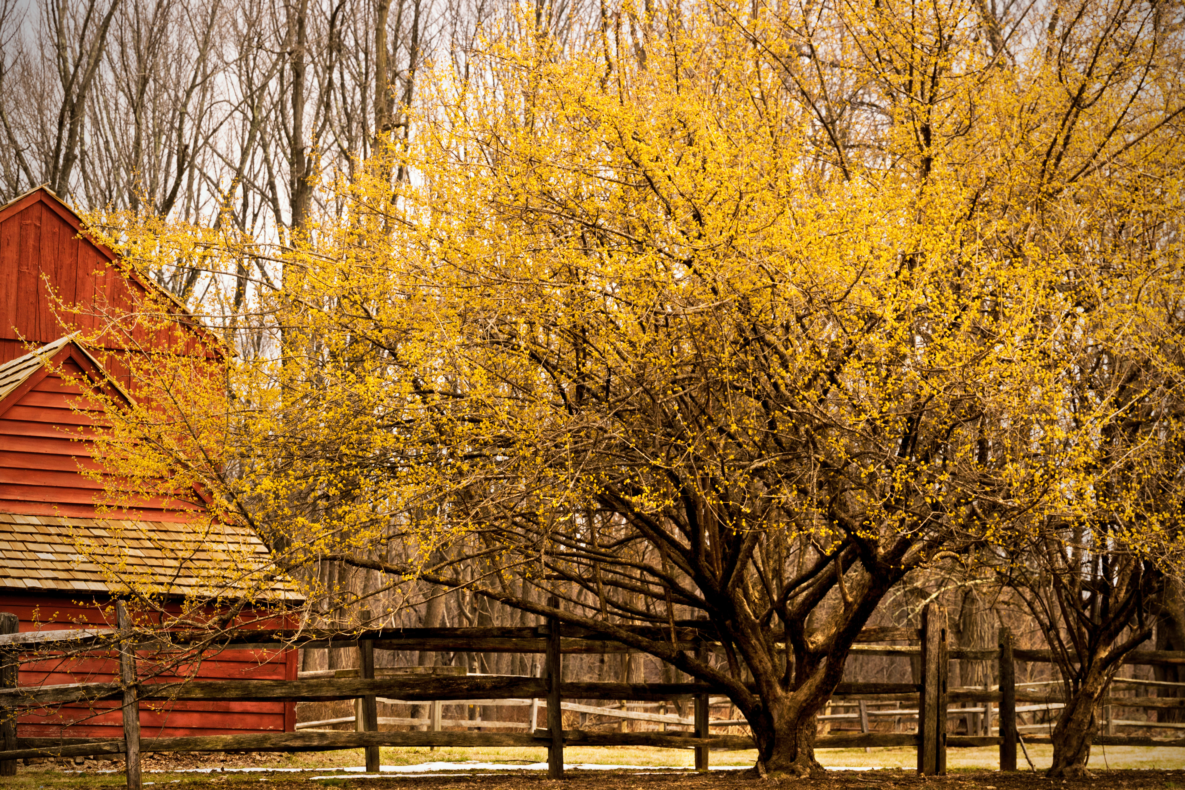 Red Barn - Jockey Hollow, NJ