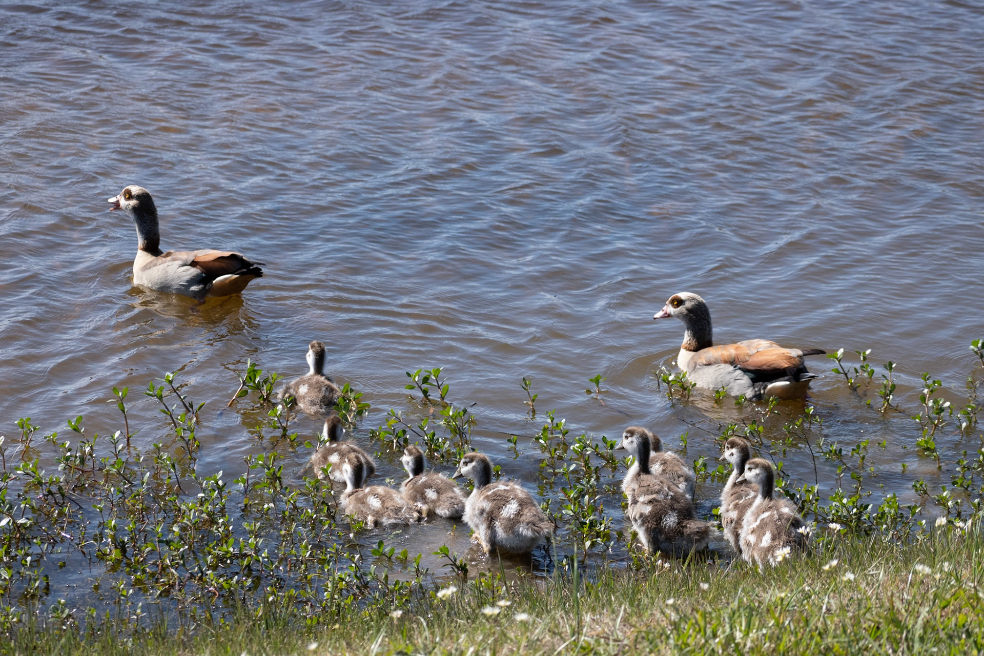 Mom and Dad Duck with the Kids
