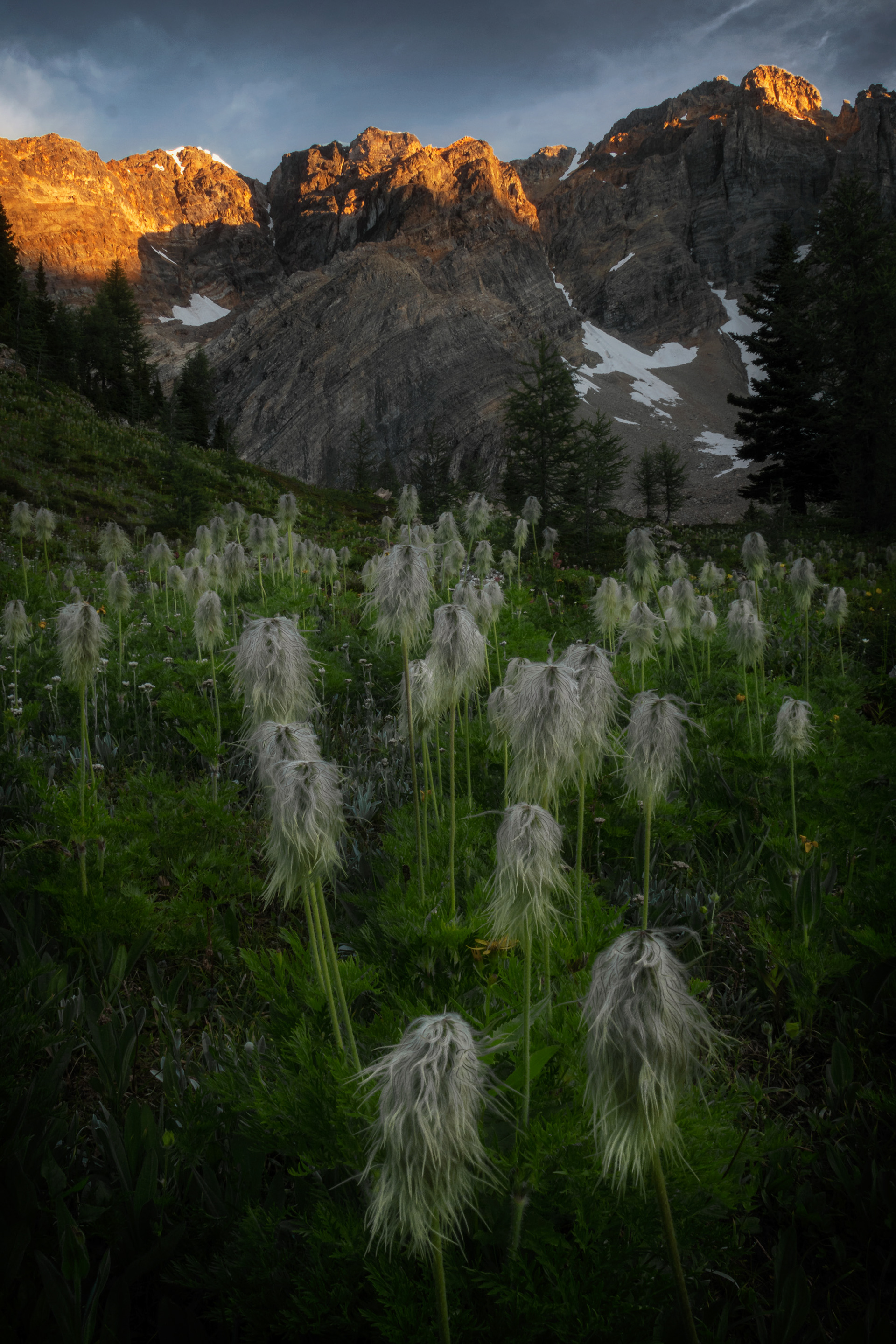 Ghosts in the Meadow