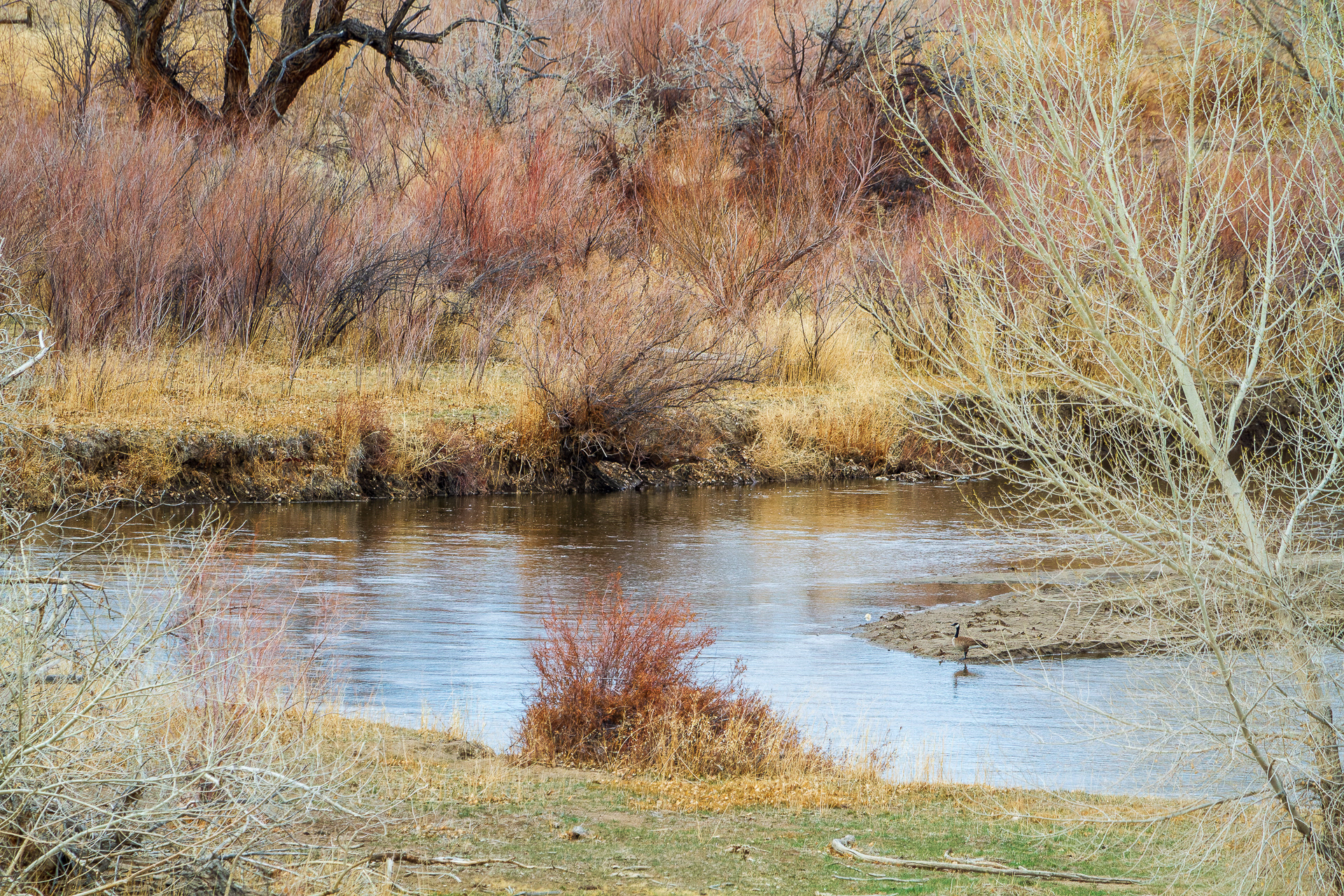 Carson River