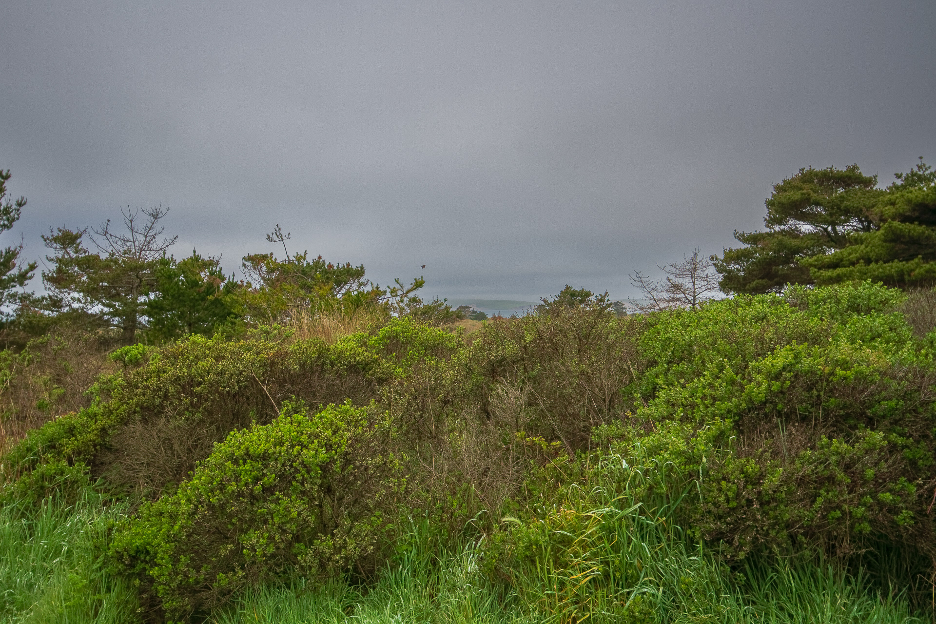 Limantour, Pt. Reyes