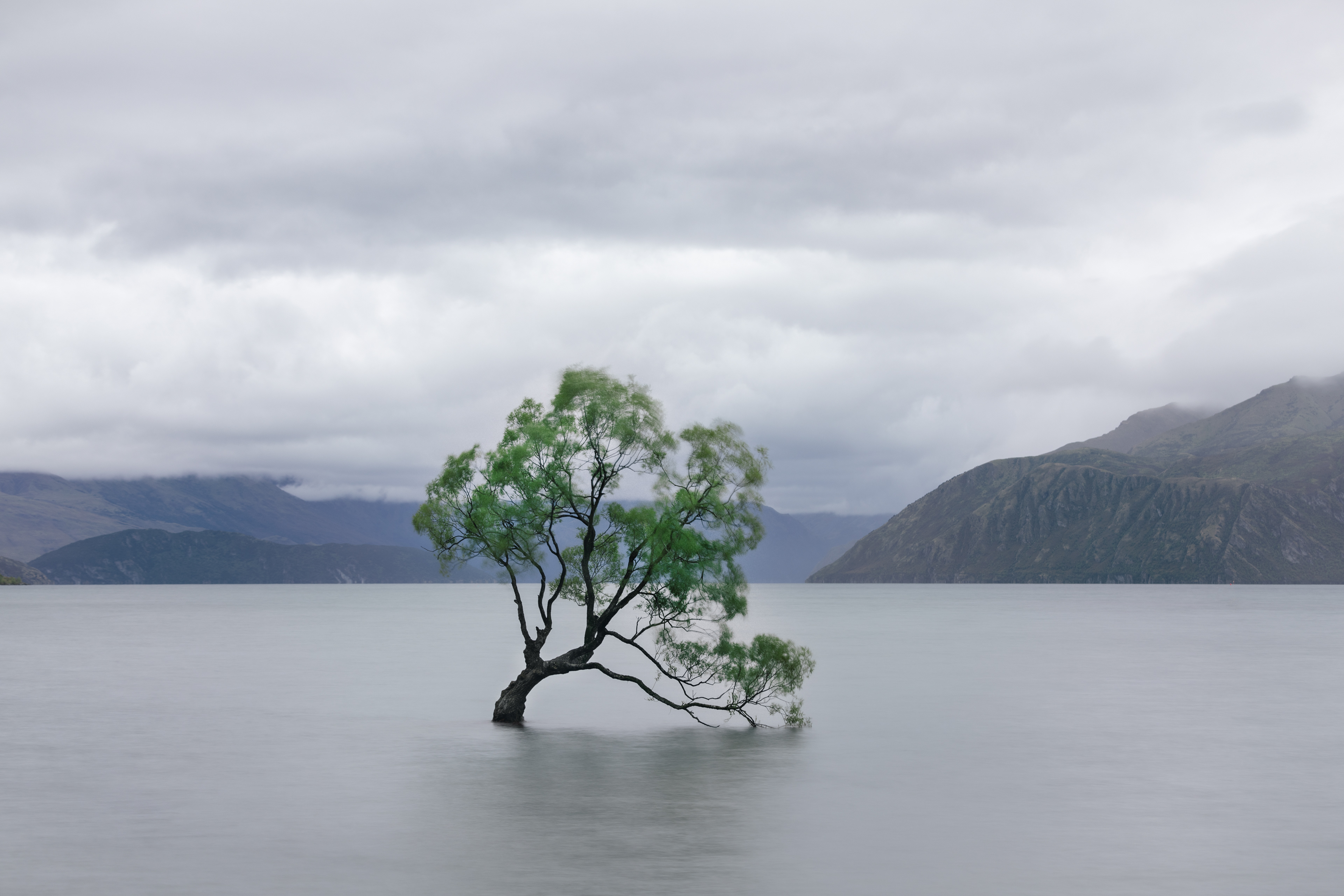 That Famous Wanda Tree - Before it Lost a Limb