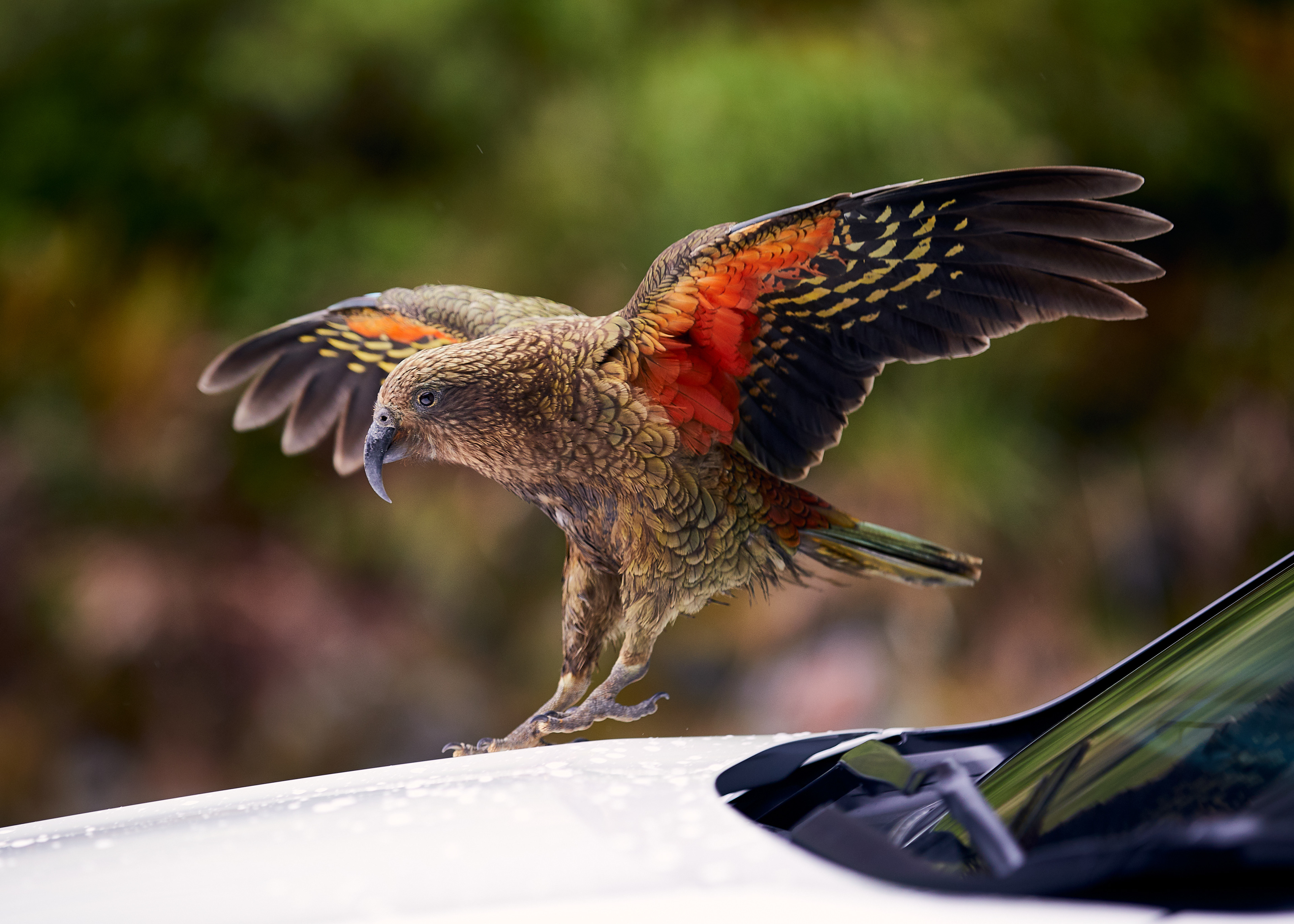 Attack of the Kea