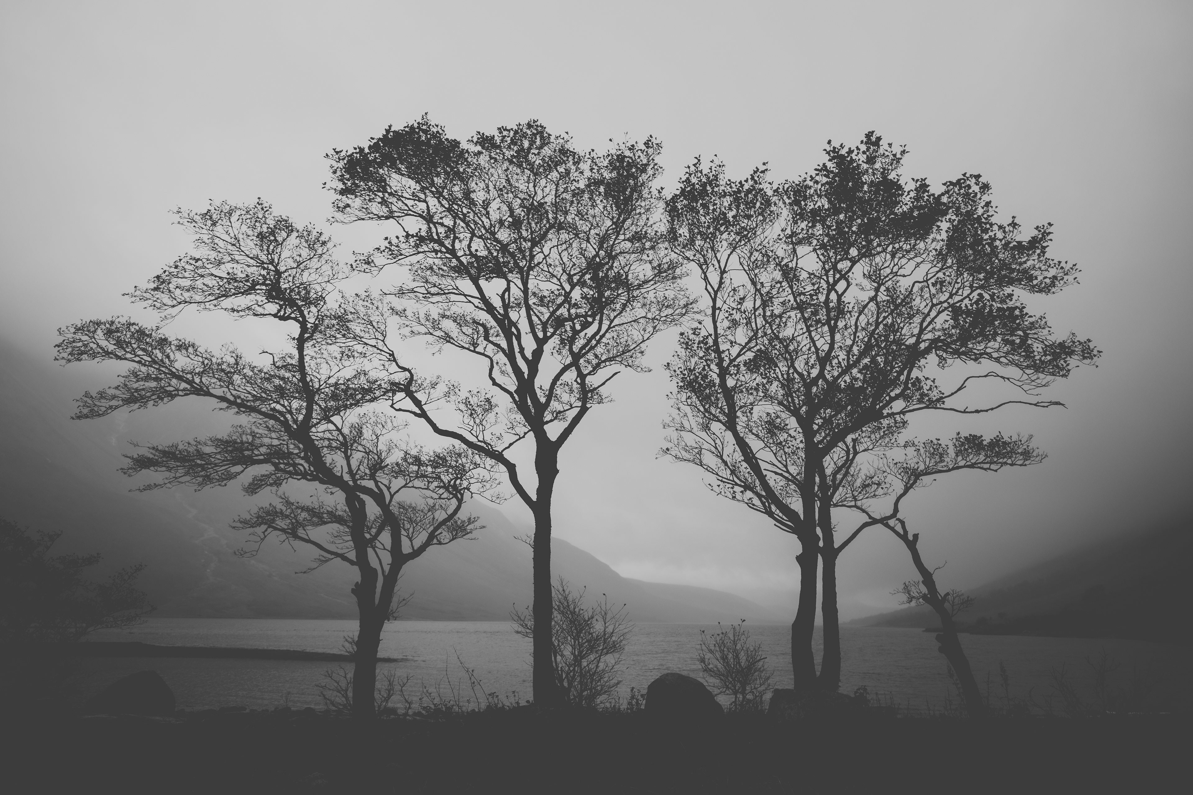 Monochrome Morning and Three Trees at Loch Etive