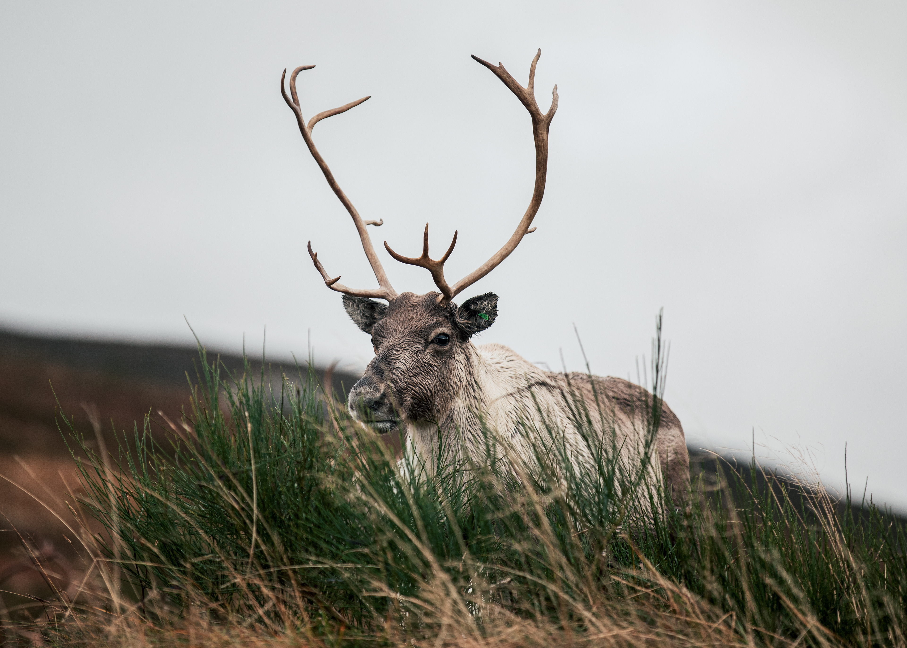 Cairngorm Mountain Reindeer 