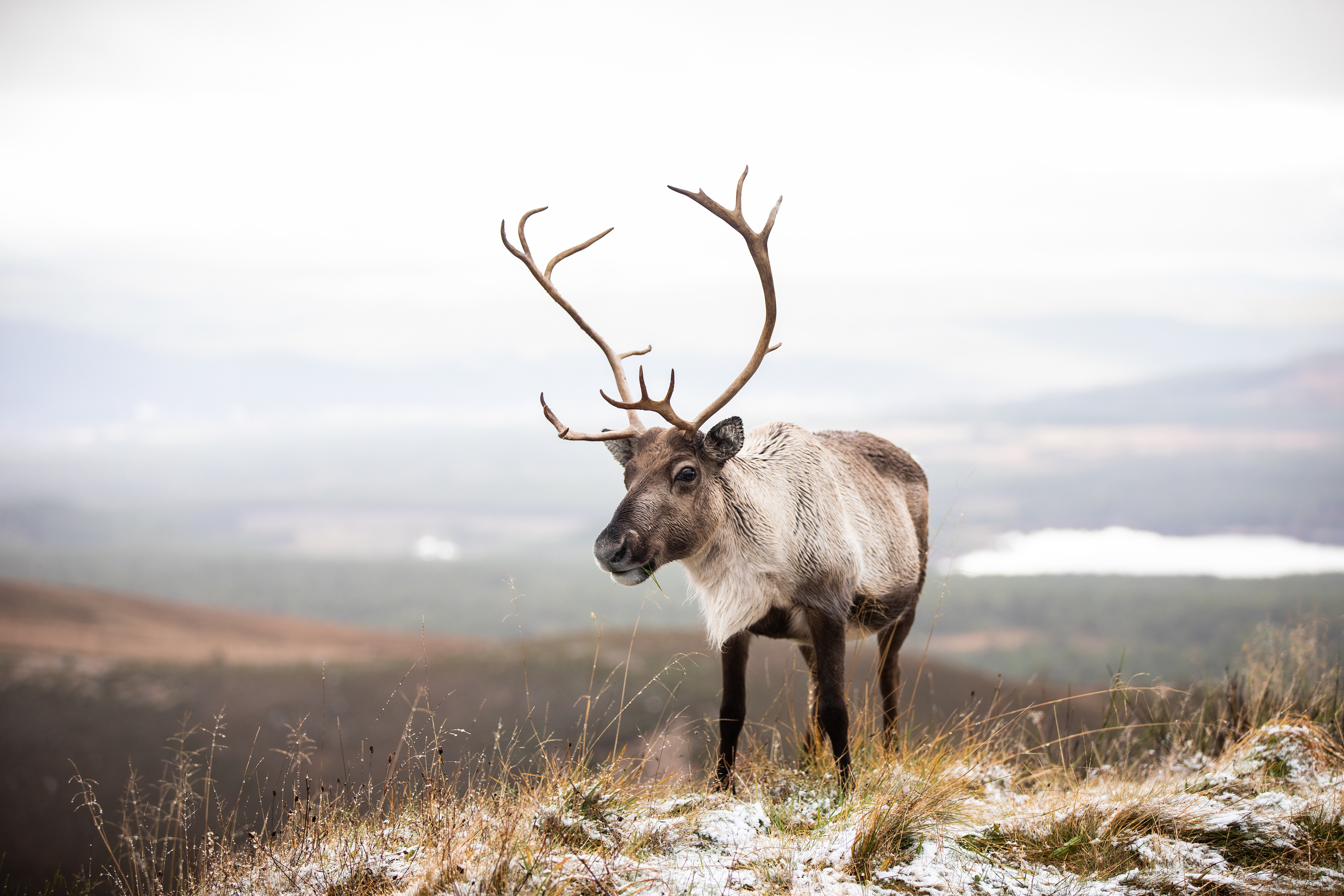 Cairngorm Mountain Reindeer 