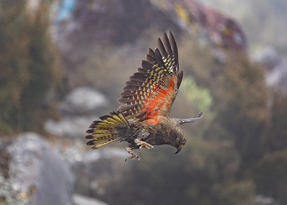 Attack of the Kea