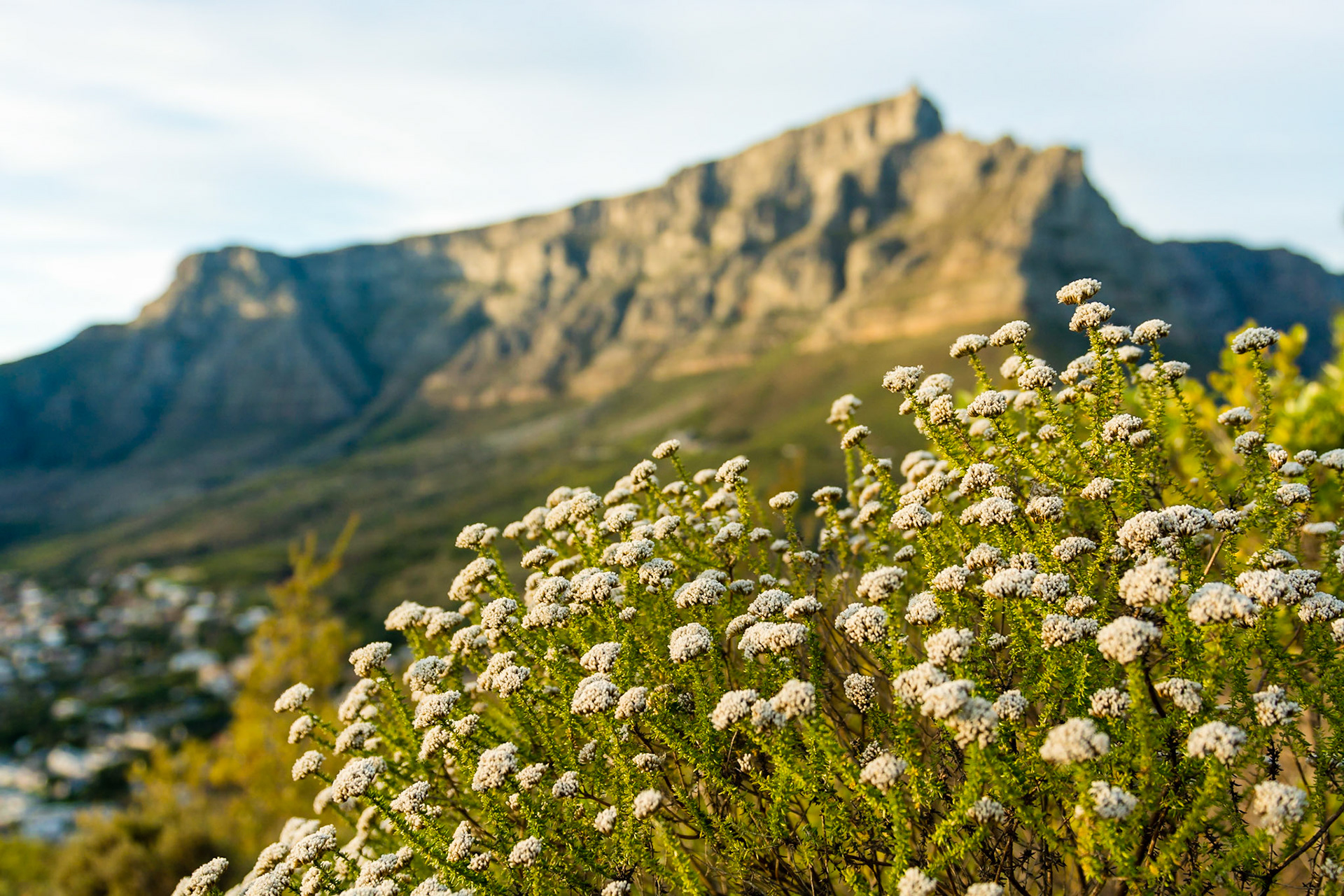 The slopes of Signal Hill are home to a large number of flora and fauna.