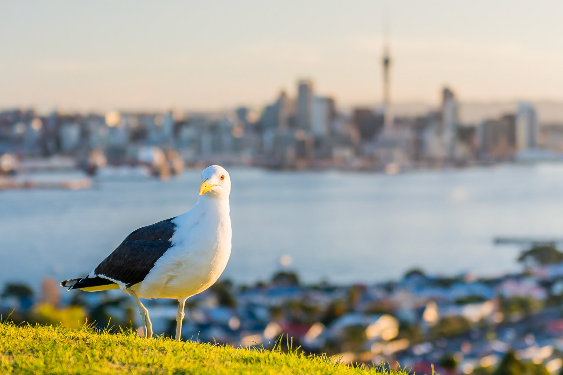 This seagull was looking for food and I took the opportunity to capture the city in the background.