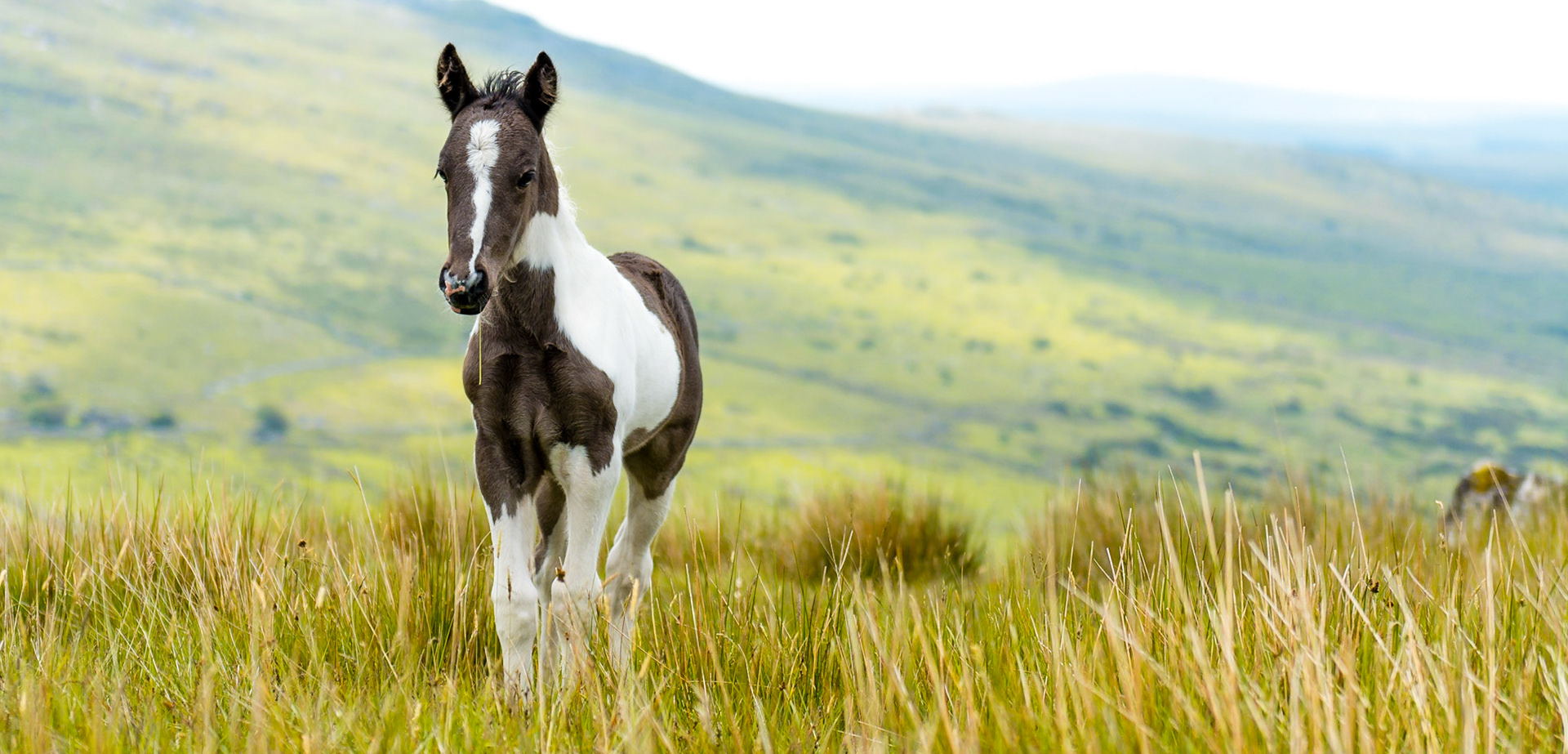 This Bodmin horse was only a clouple of days old when I photographed him. He was curious enough to stand while I took pictures, but wouldn't come any closer than 10 metres or so.Homepage: <a href="http://www.richardbrew.com">RichardBrew.com</a>Facebook: <a href="https://www.facebook.com/richardbrewphotography">Richard Brew Photography</a>Twitter: <a>Twitter</a>Google+ <a href="https://plus.google.com/u/0/112745305766235730672">Google+</a>