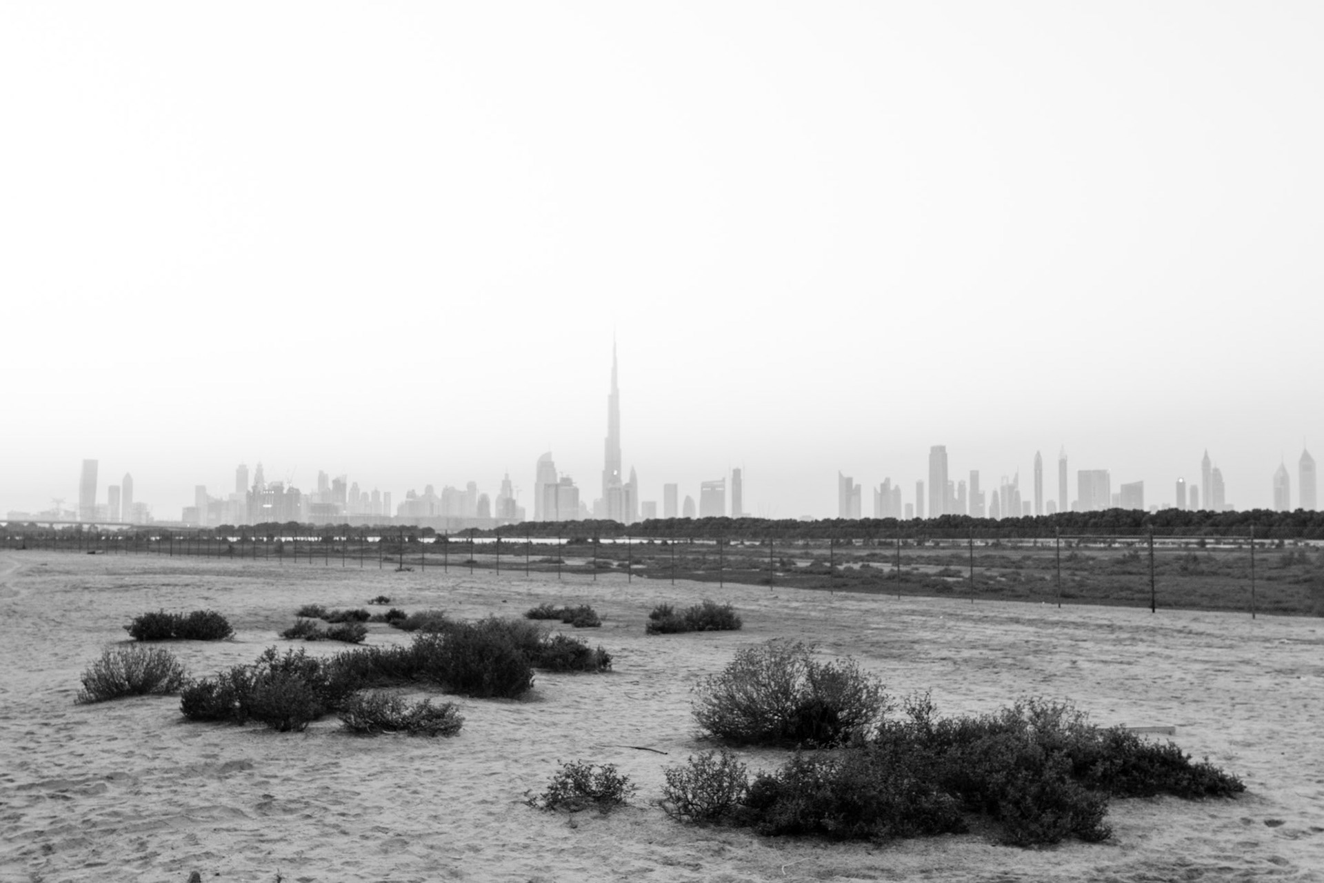 These pictures were taken near the Ras Al Khor Wildlife Sanctuary in Dubai, with the iconic skyline in the background
