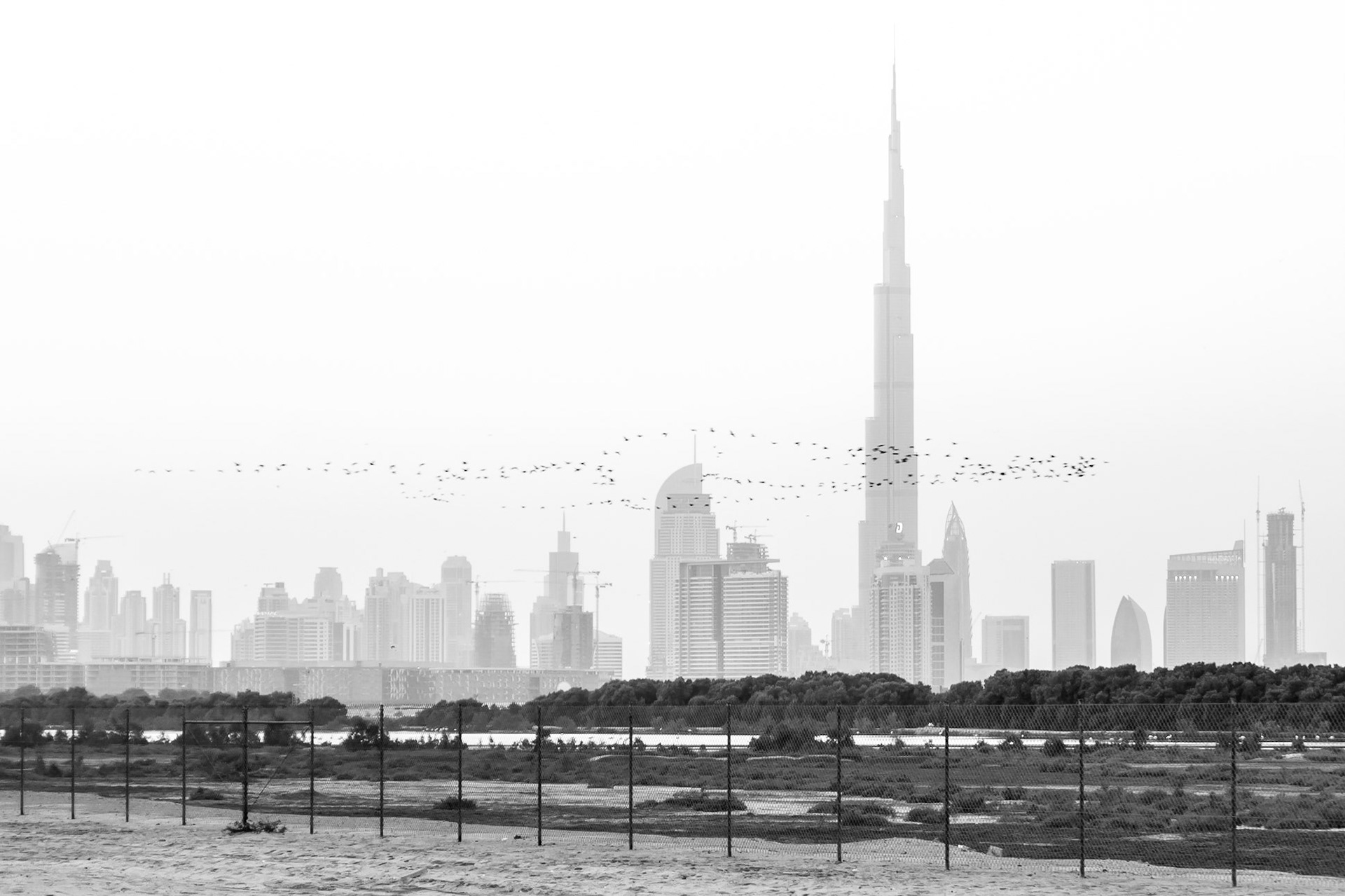 These pictures were taken near the Ras Al Khor Wildlife Sanctuary in Dubai, with the iconic skyline in the background