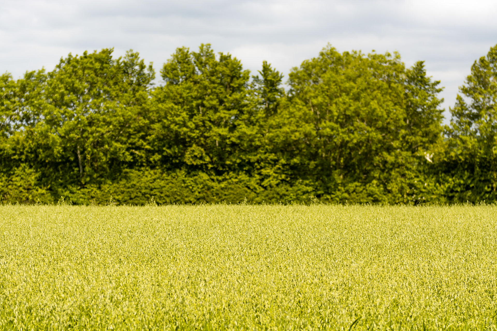 A sea of corn is almost ready for the summer harvest.