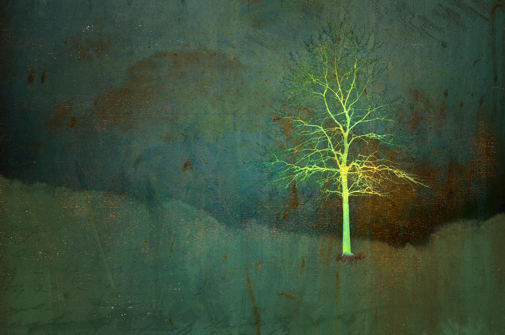 Lone tree, Fort Williams, Cape Elizabeth, ME 2011