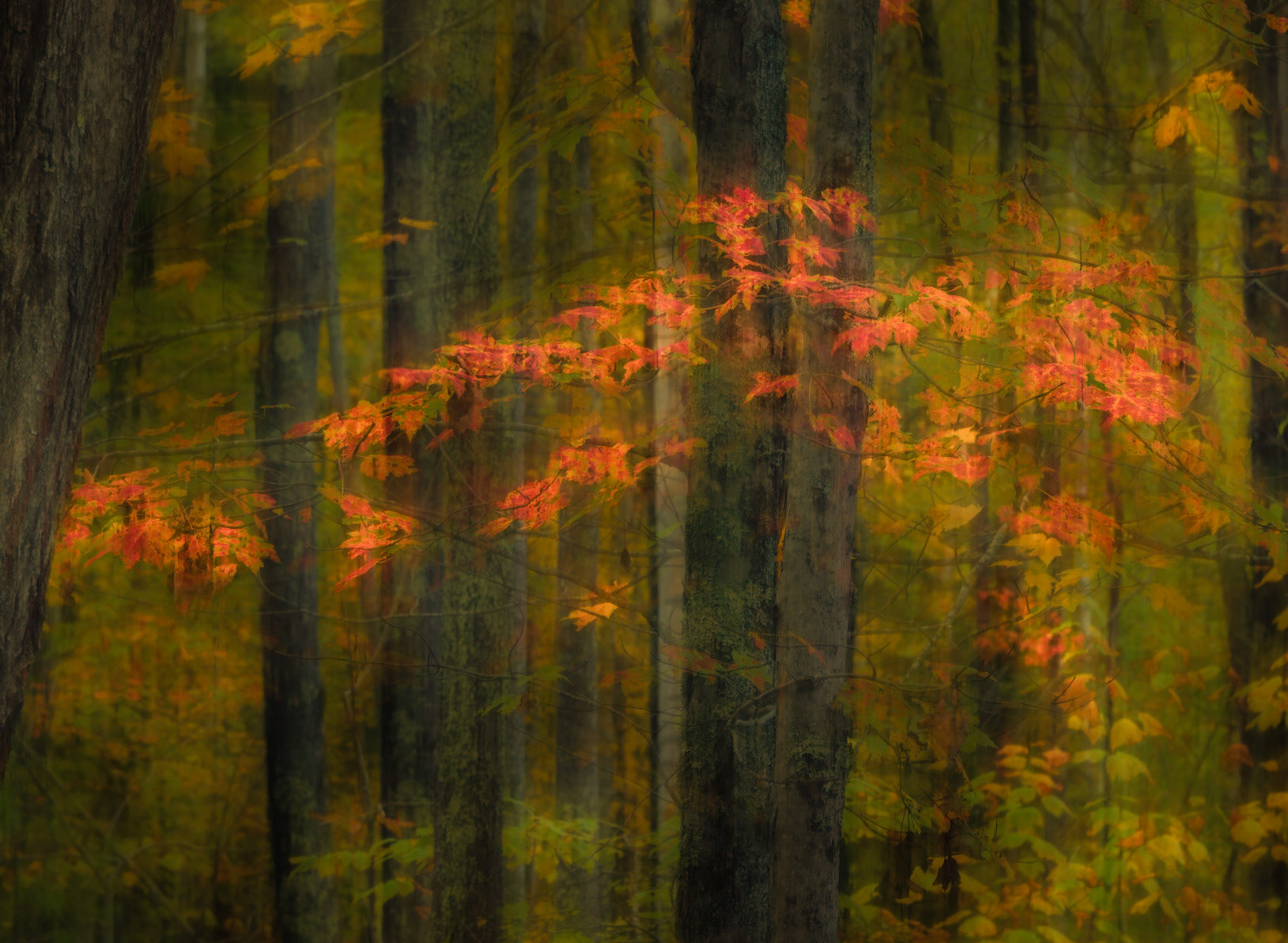 Silken Forest, Acadia National Park, Maine