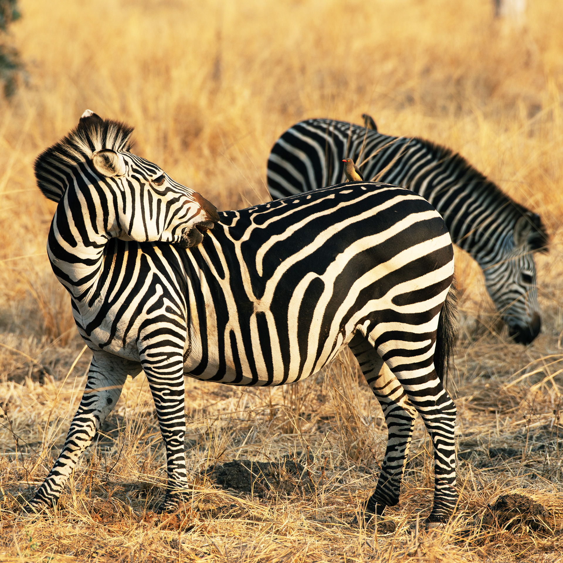 Zebra (Zambia, 2024)