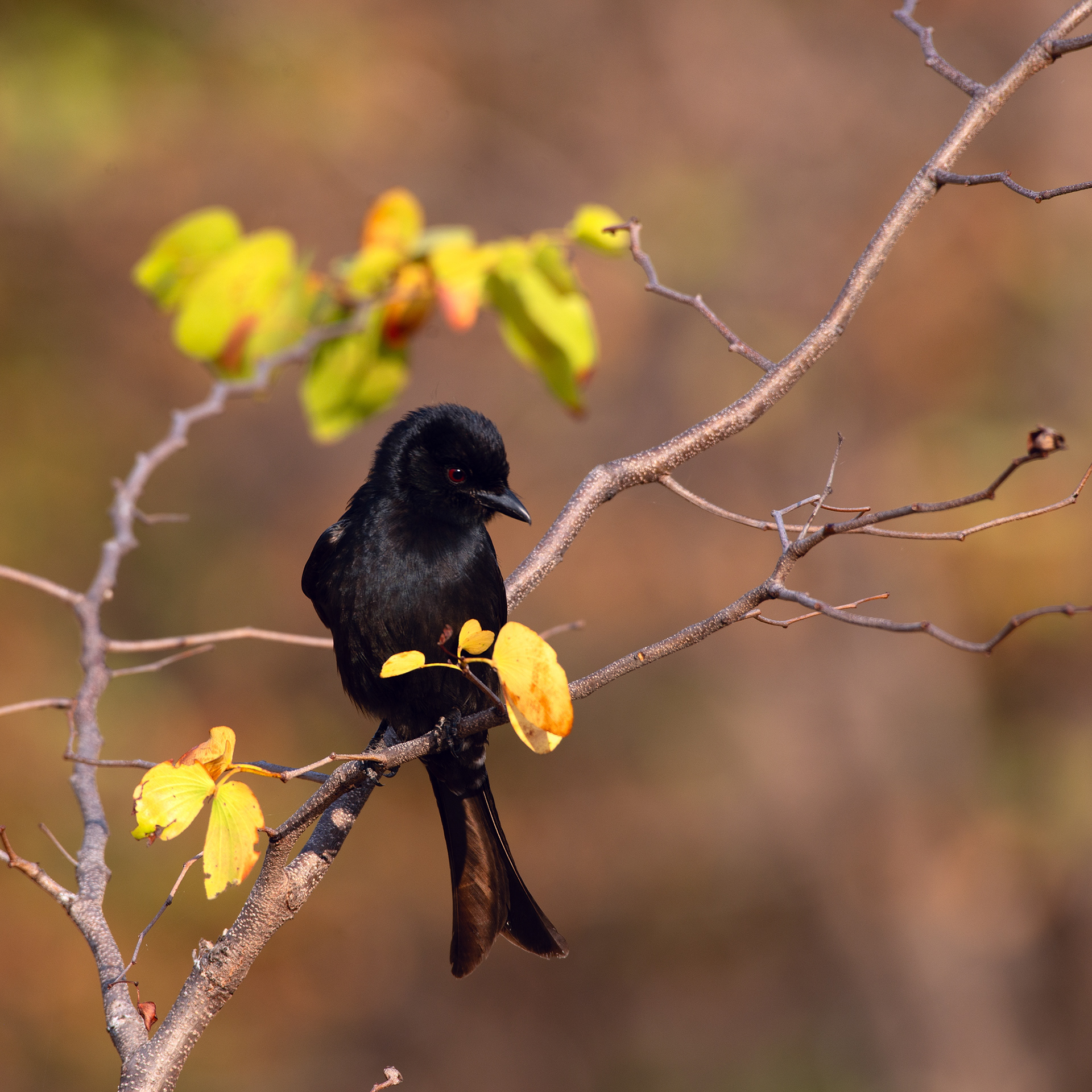 Drongo fork-tailed (Malawi, 2023)