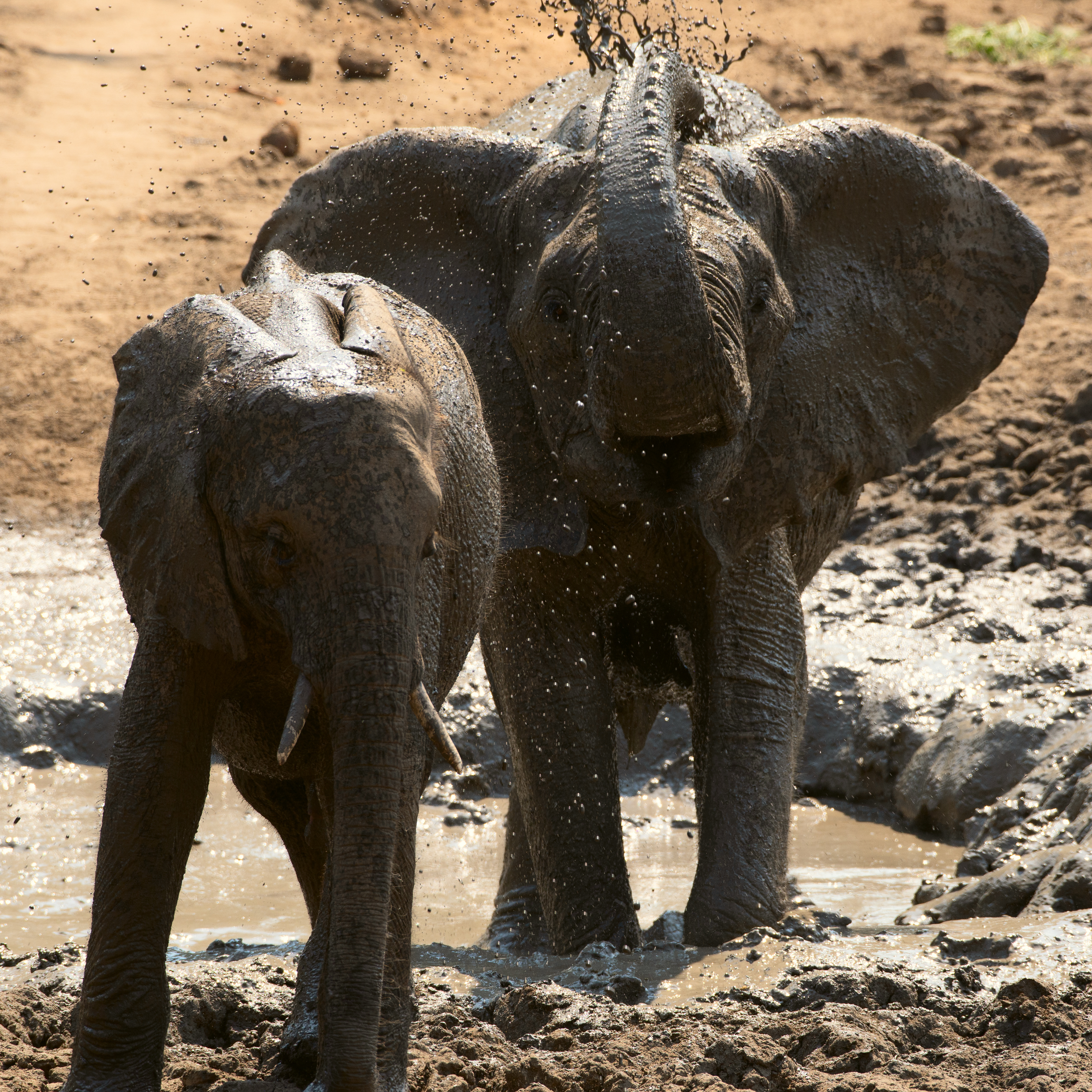 Elephant (Zambia, 2024)