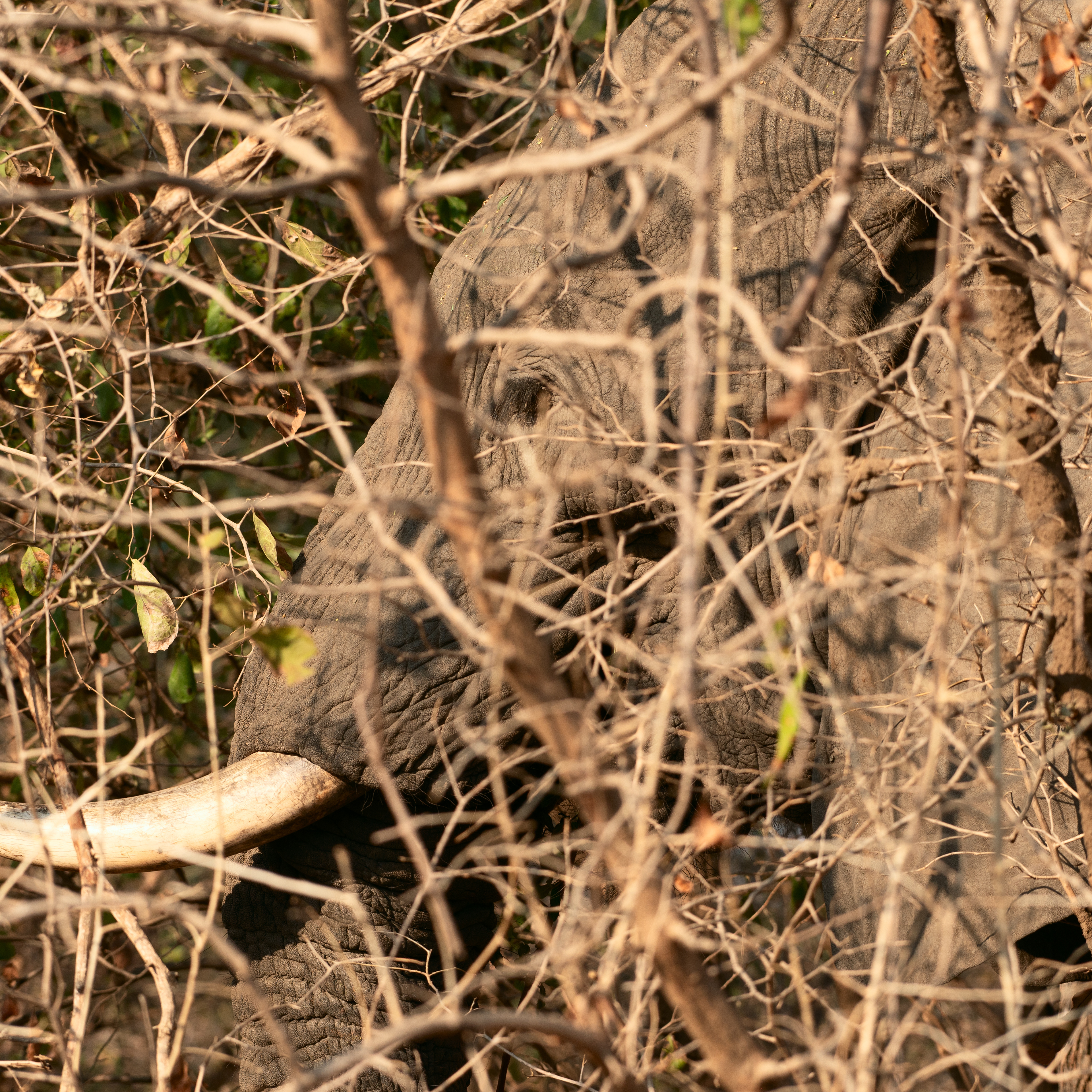 Elephant (Zambia, 2024)