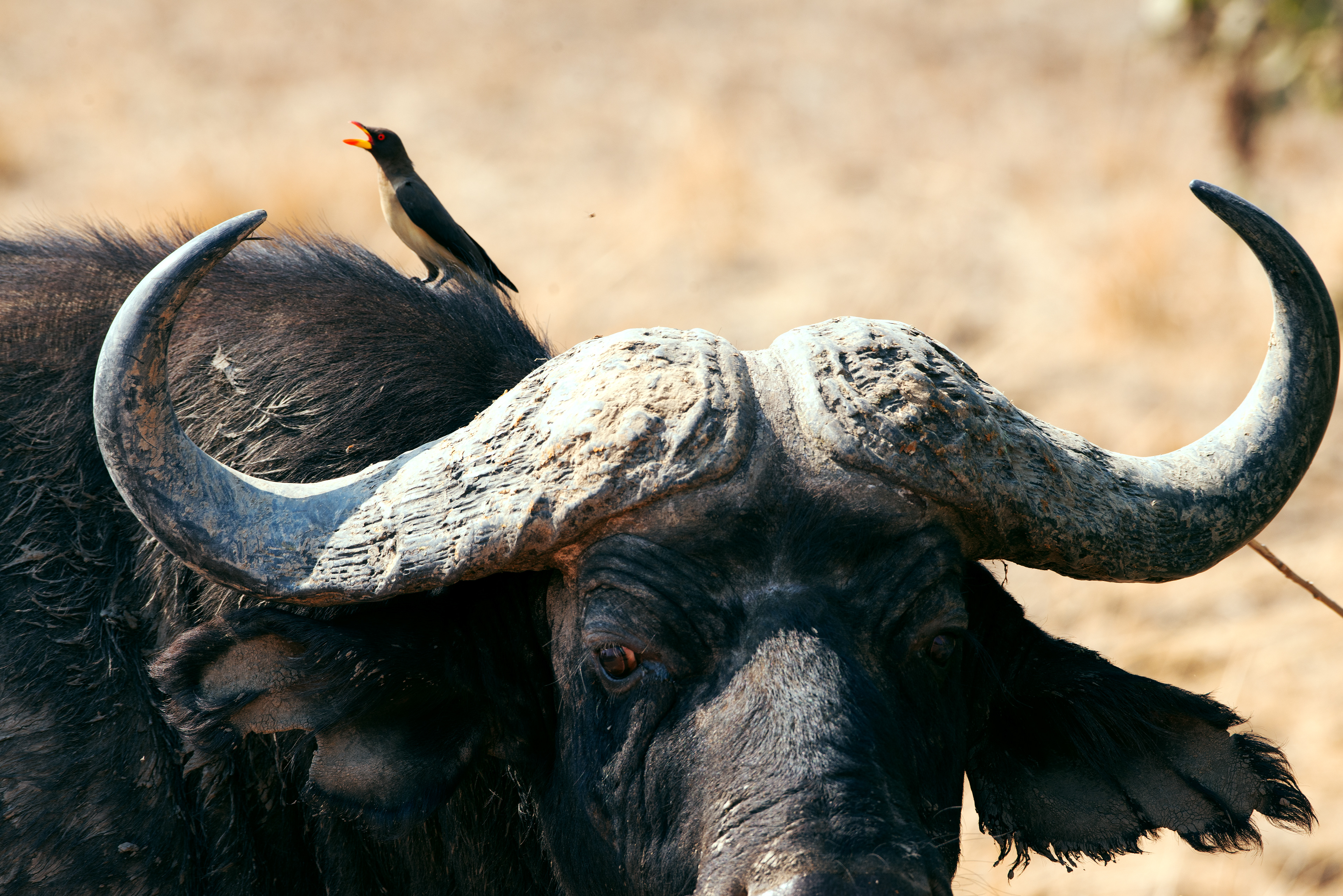 Buffalo (Zambia, 2024)