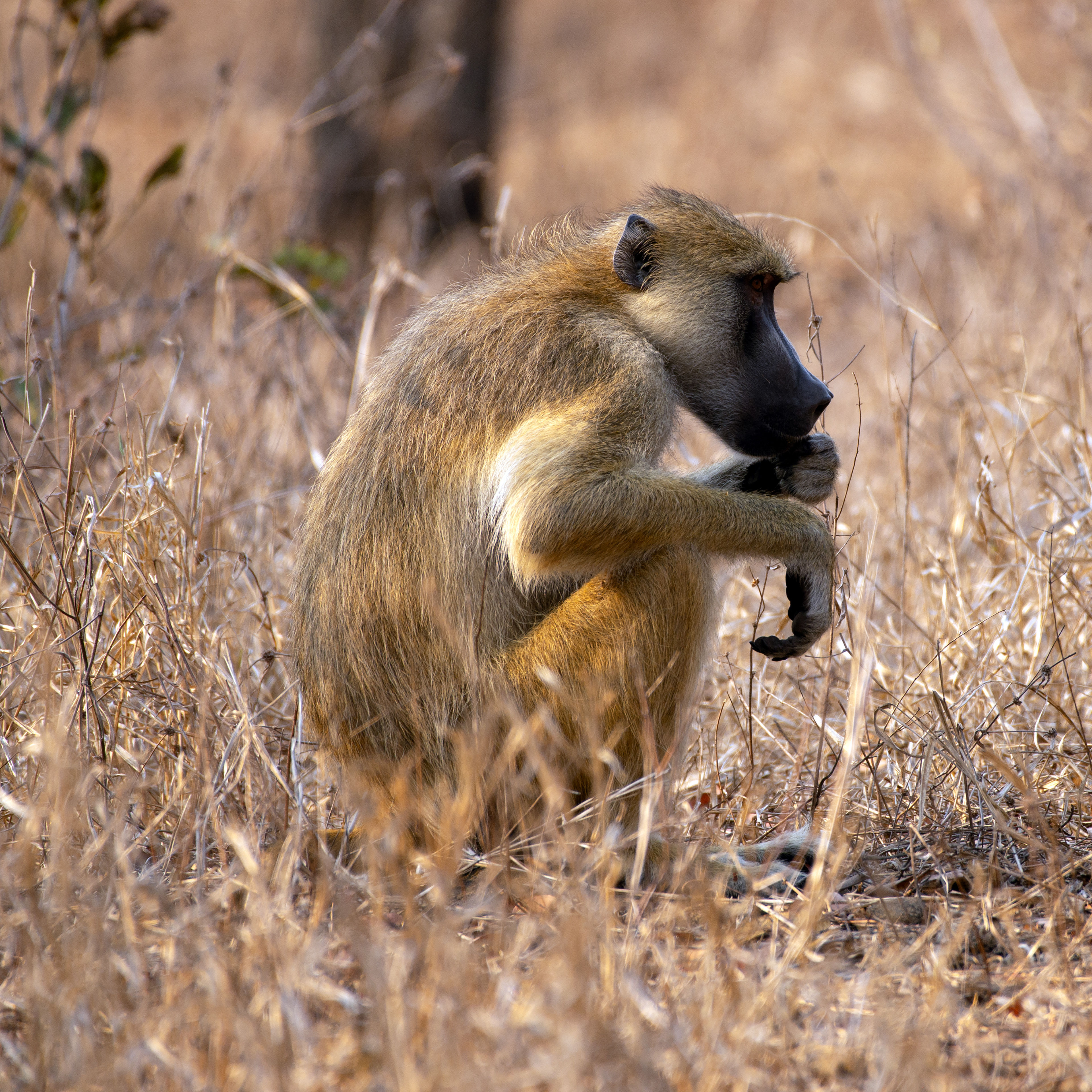Baboon (Malawi, 2023)