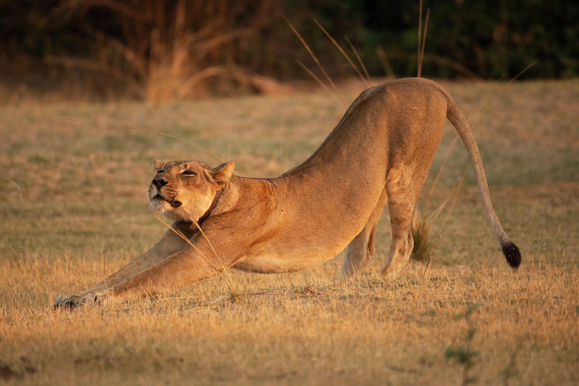 Lion (Zambia, 2024)