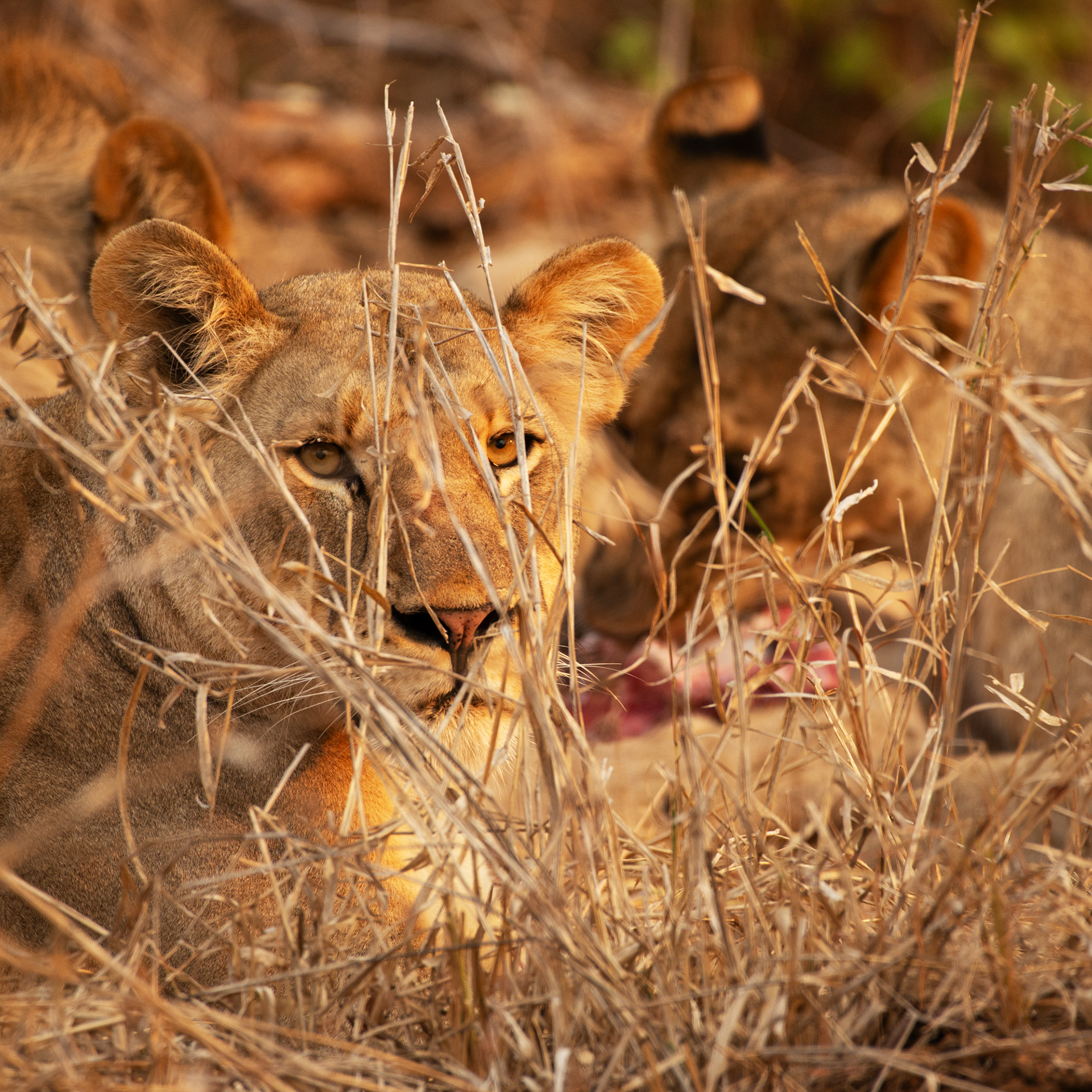 Lion (Malawi, 2023)
