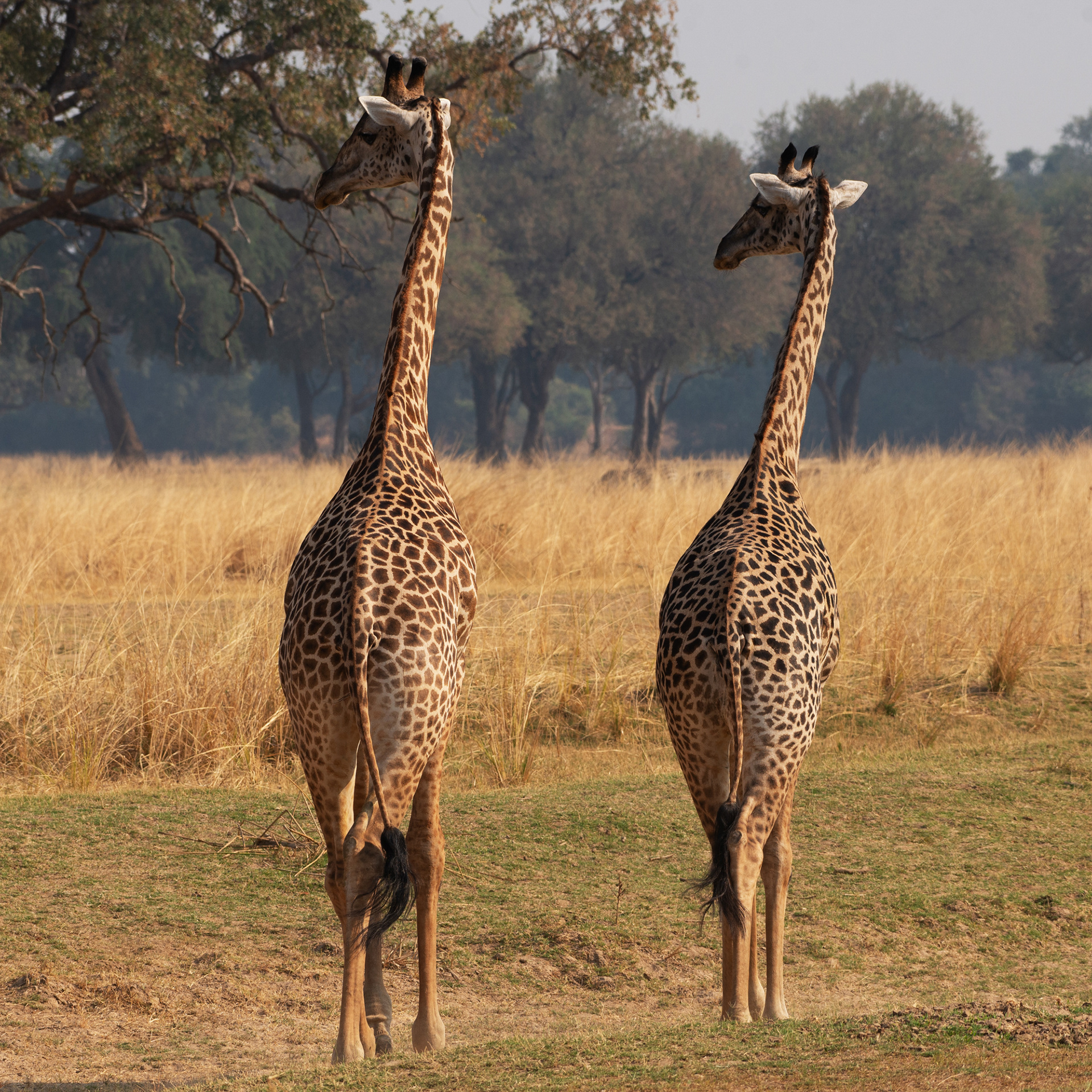 Giraffa (Zambia, 2024)