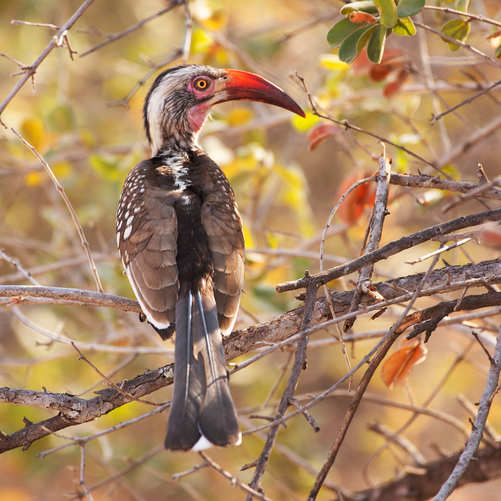 Hornbill (Botswana, 2024)
