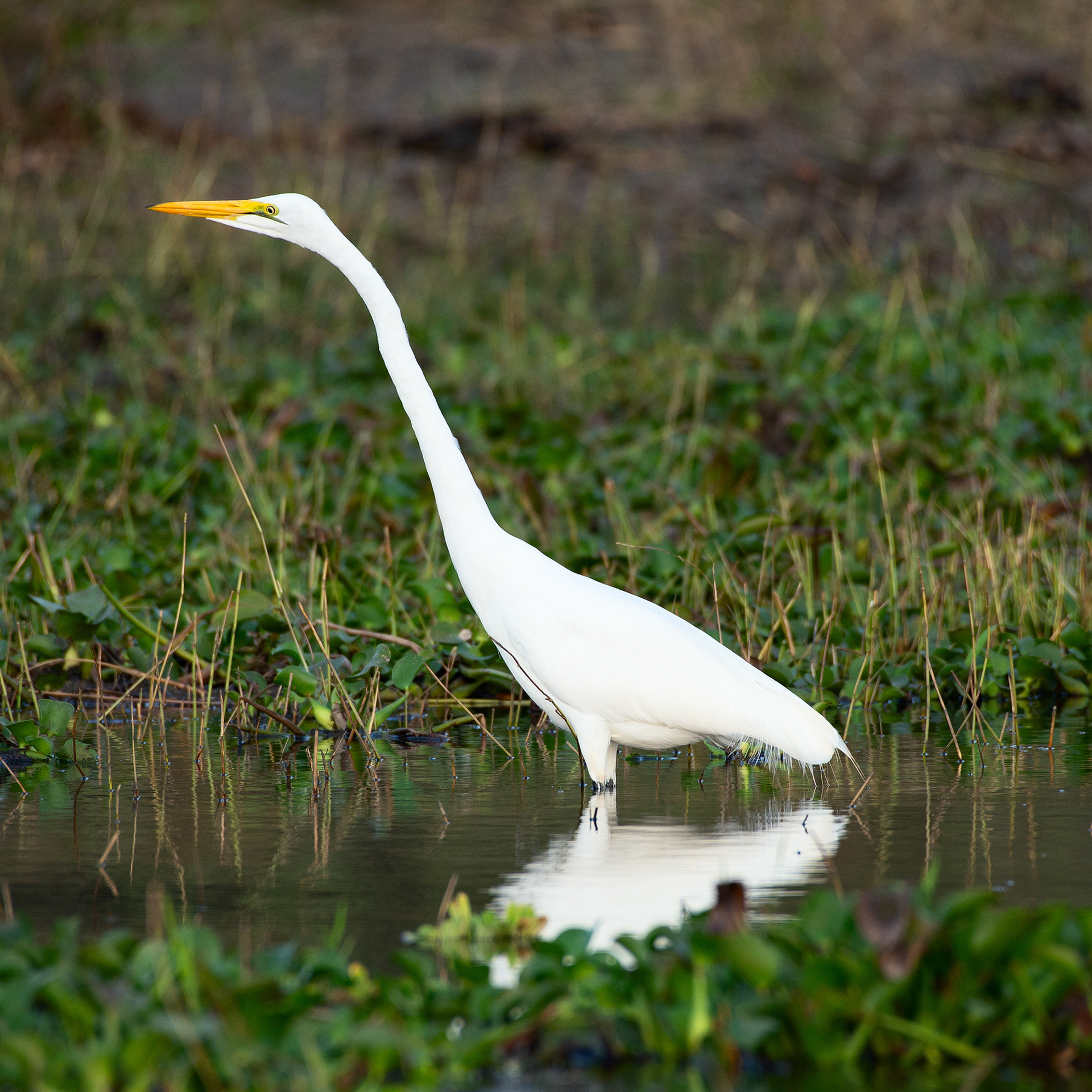 Great egret (Malawi, 2023)