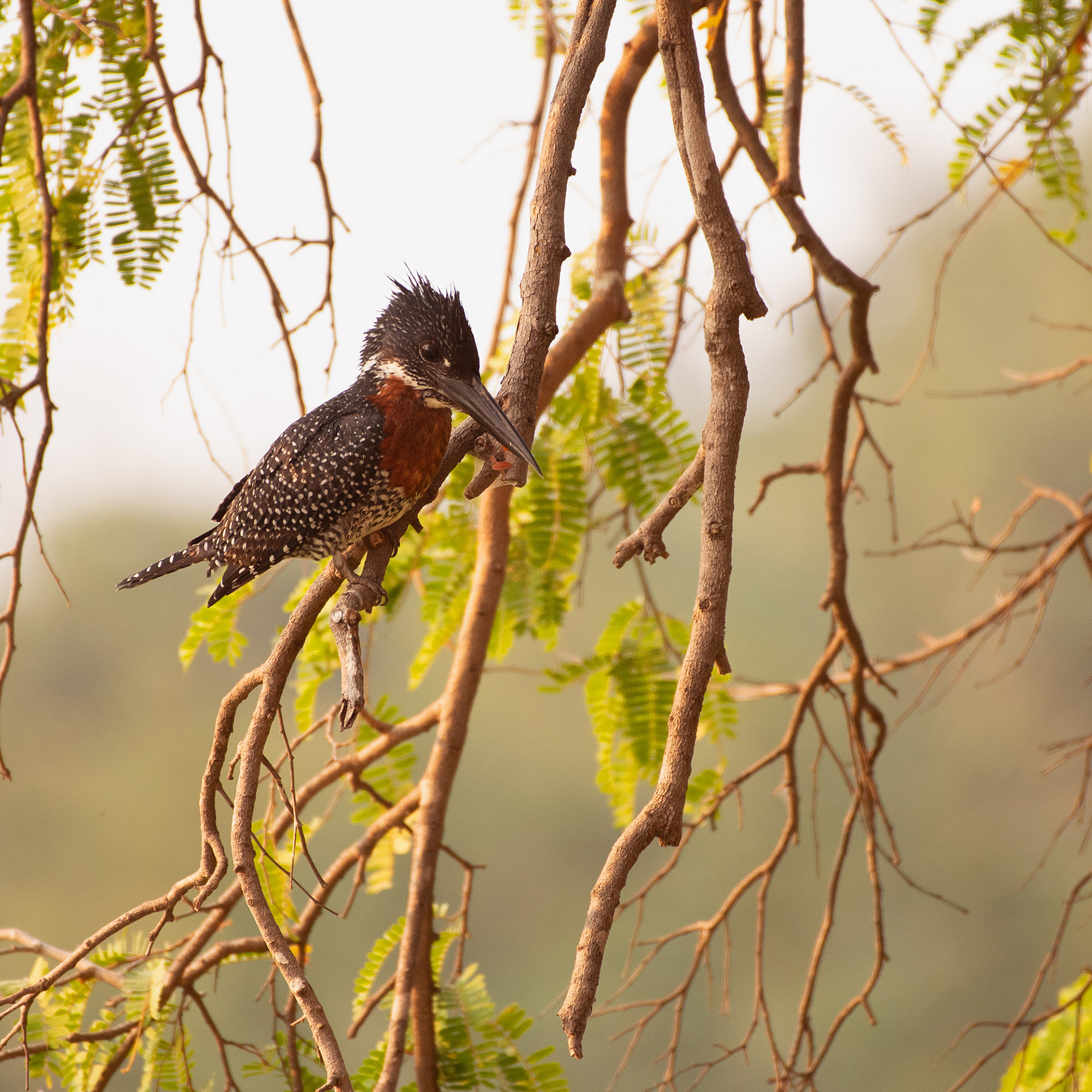 Giant kingfisher (Zambia, 2024)