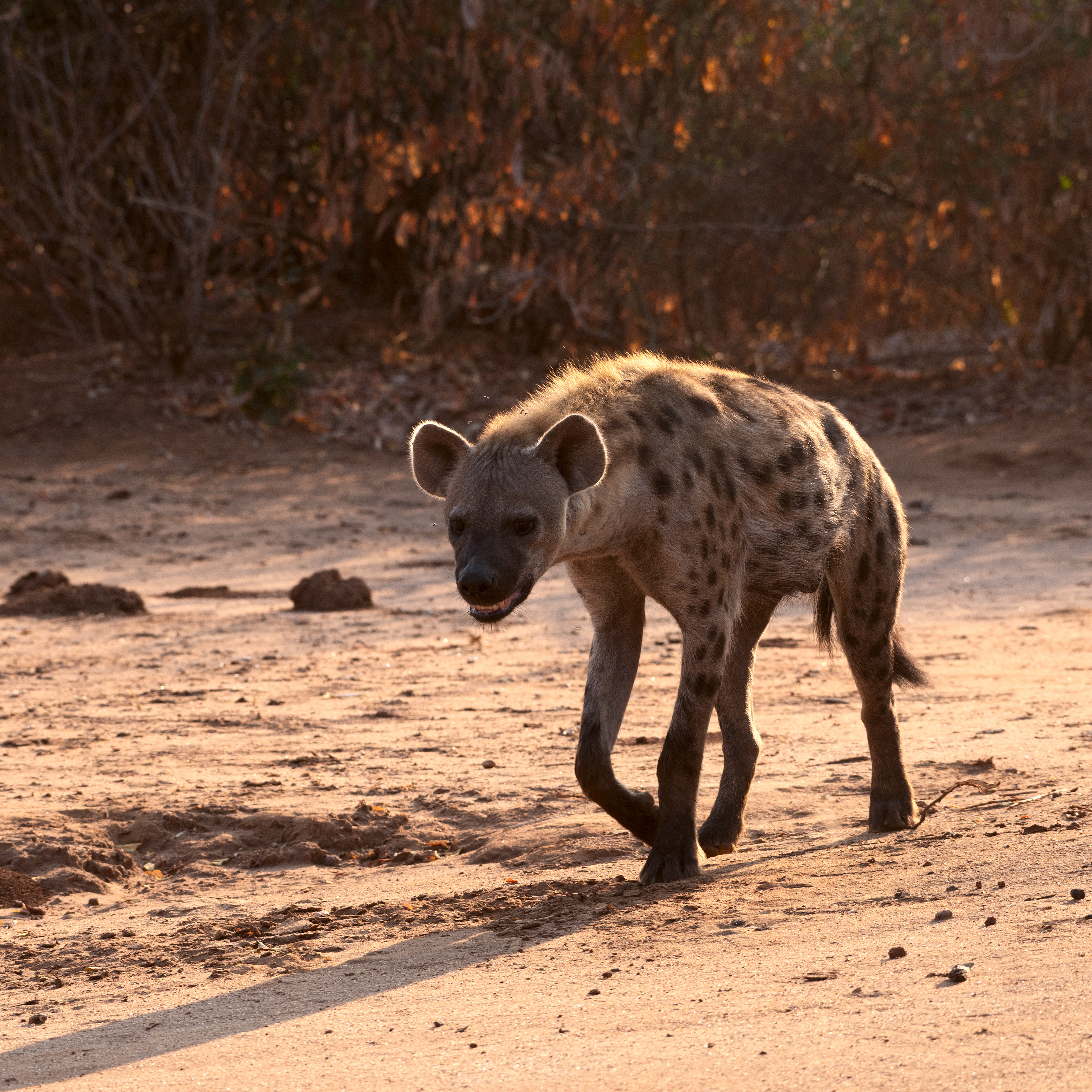 Hyena (Zambia, 2024)