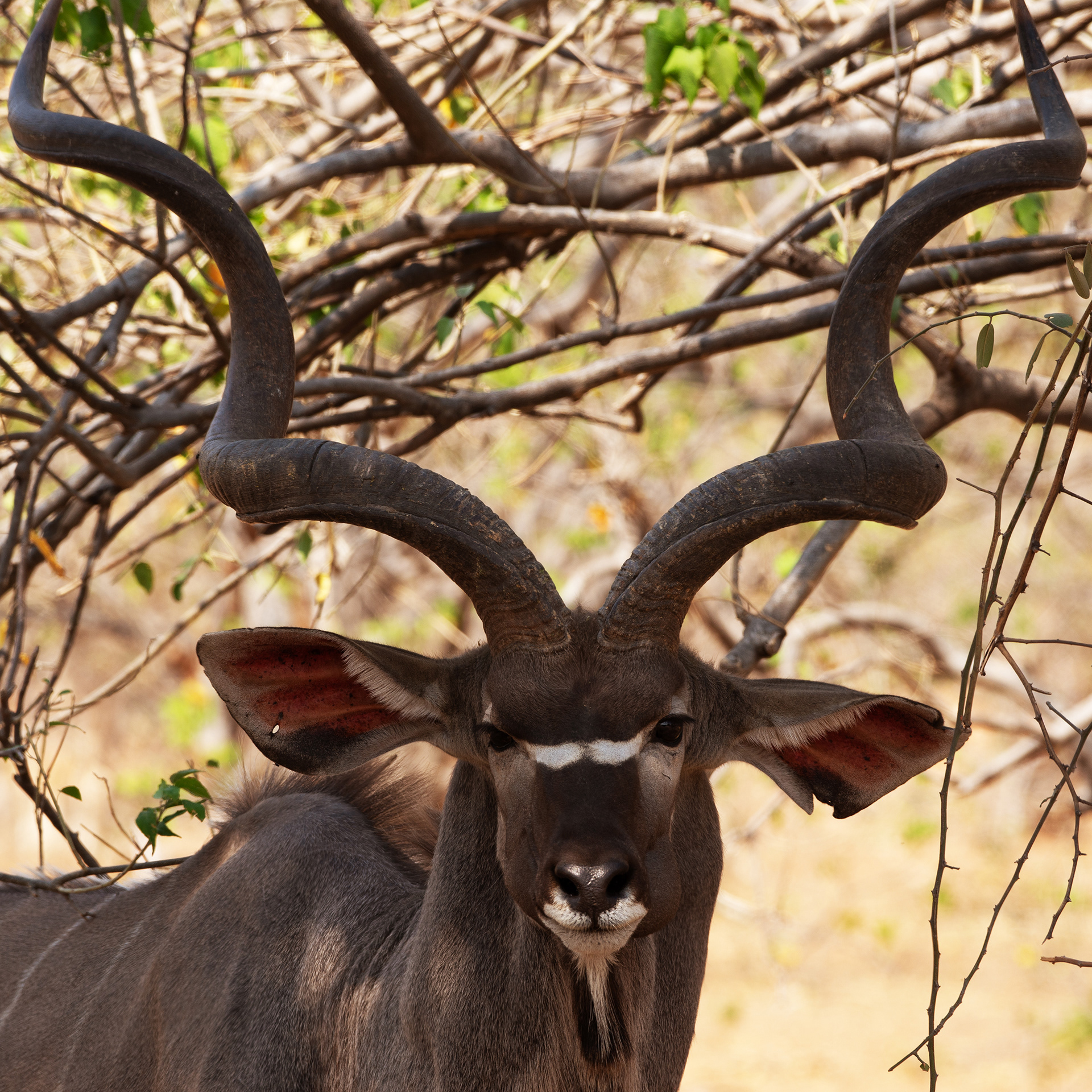 Kudu (Botswana, 2024)