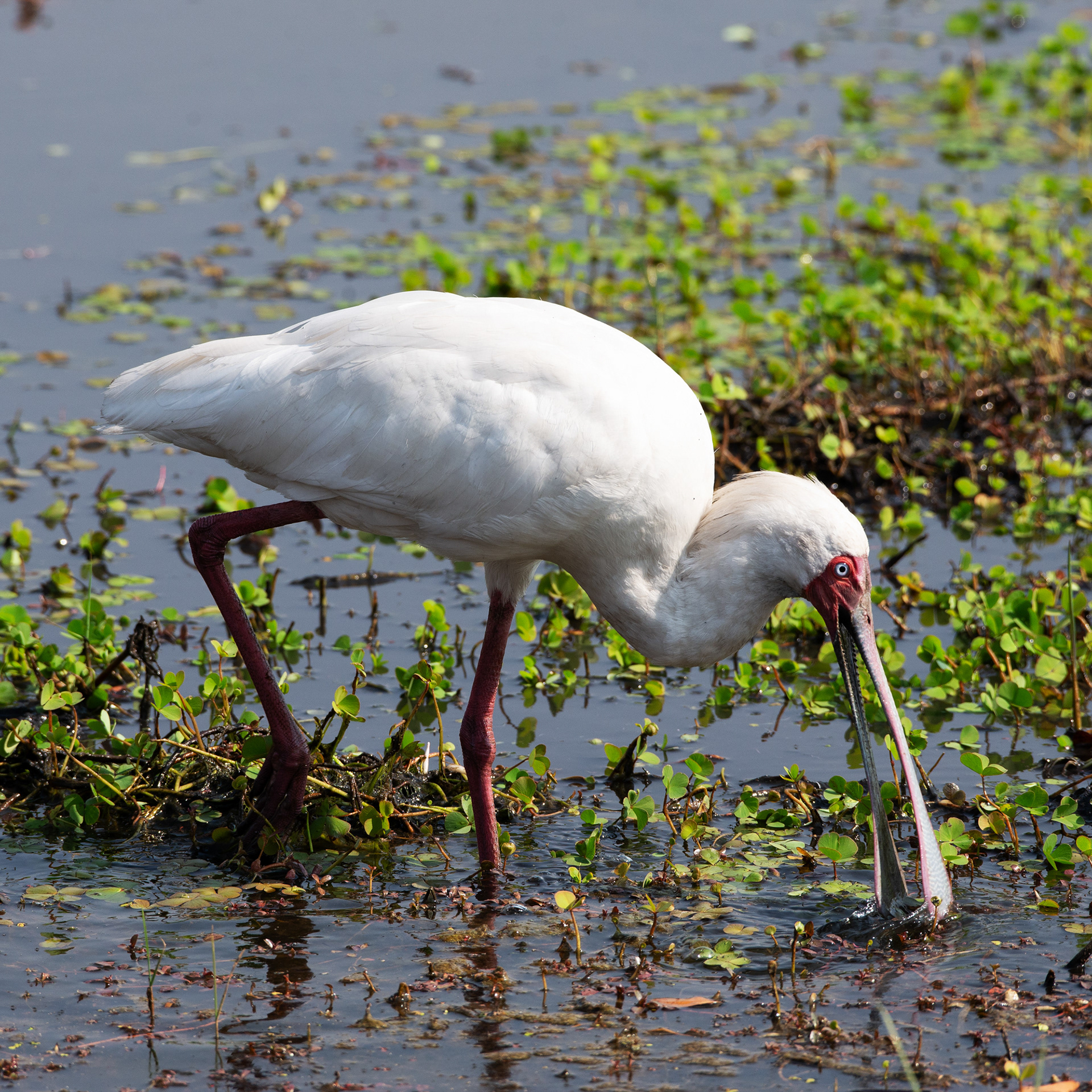 Spoonbill (Botswana, 2024)
