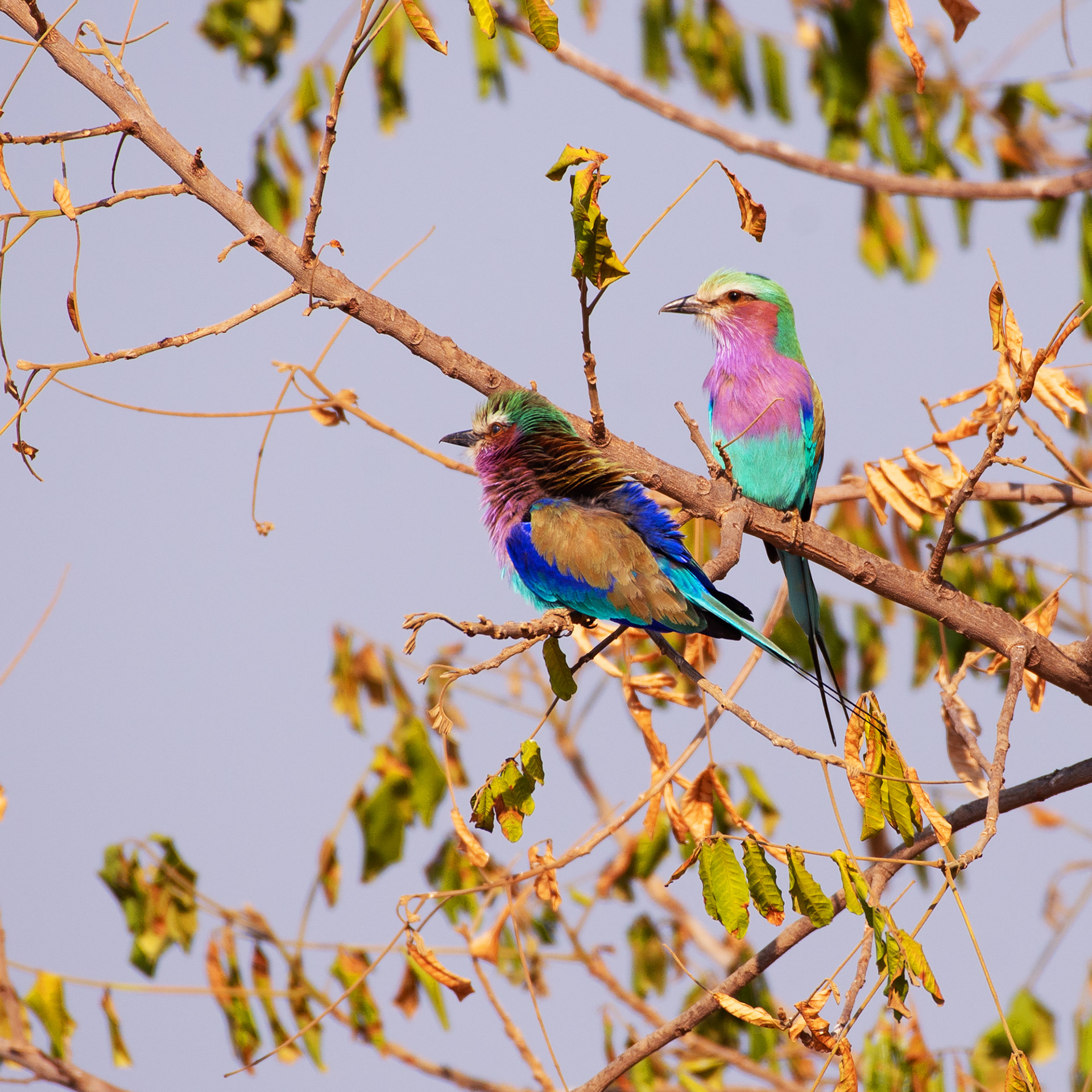Lilac breasted roller (Zambia, 2024)